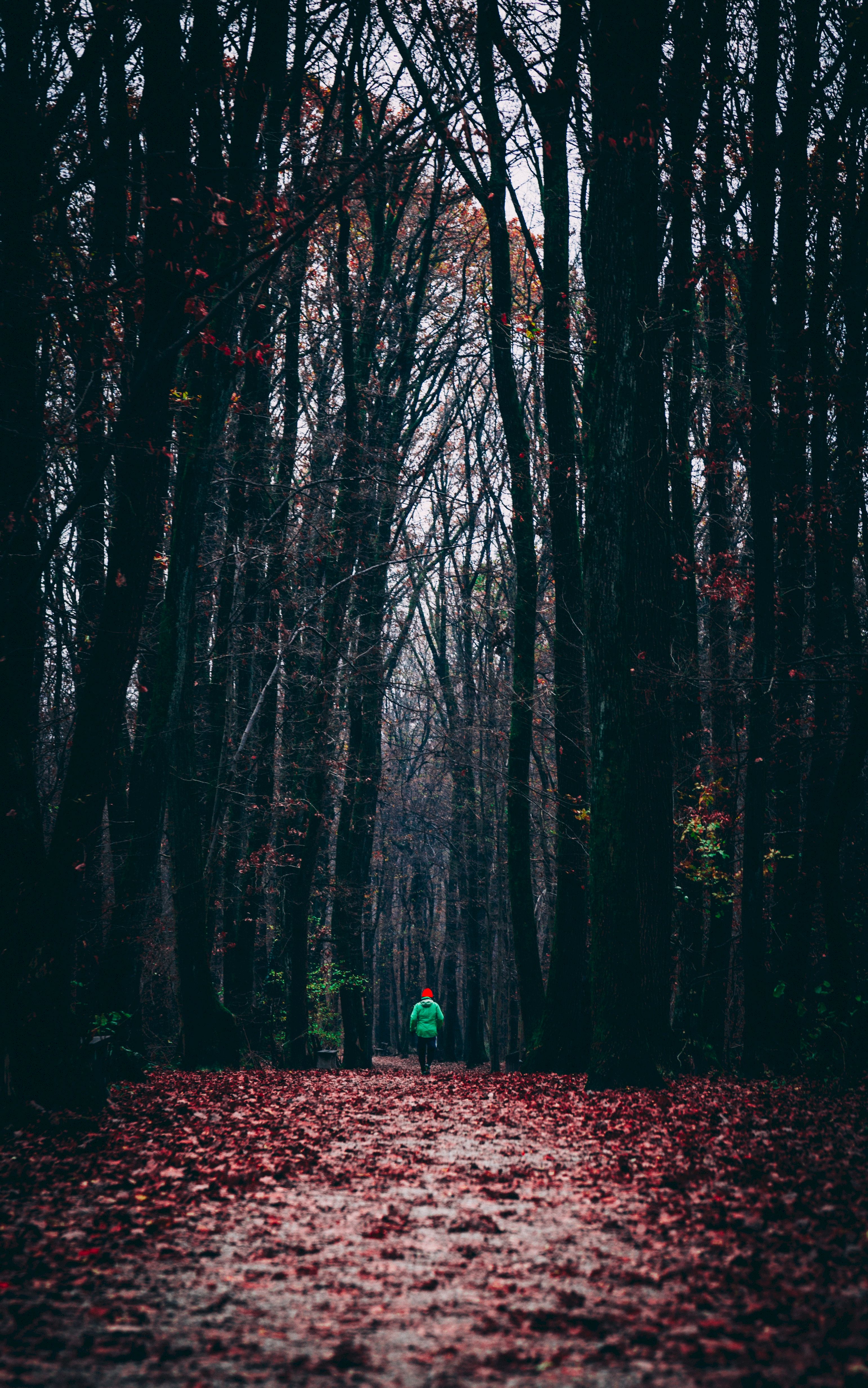 forest, nature, autumn, foliage, human, person, alone, lonely, run, running Panoramic Wallpaper