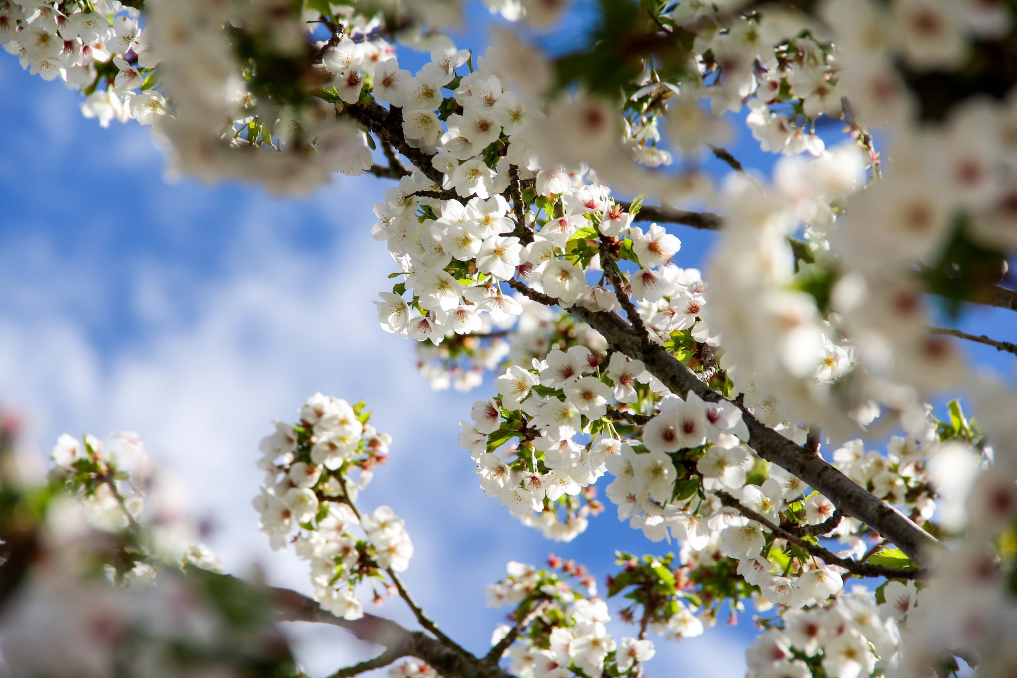 Free download wallpaper Flowers, Branch, Earth, Spring, White Flower, Blossom on your PC desktop