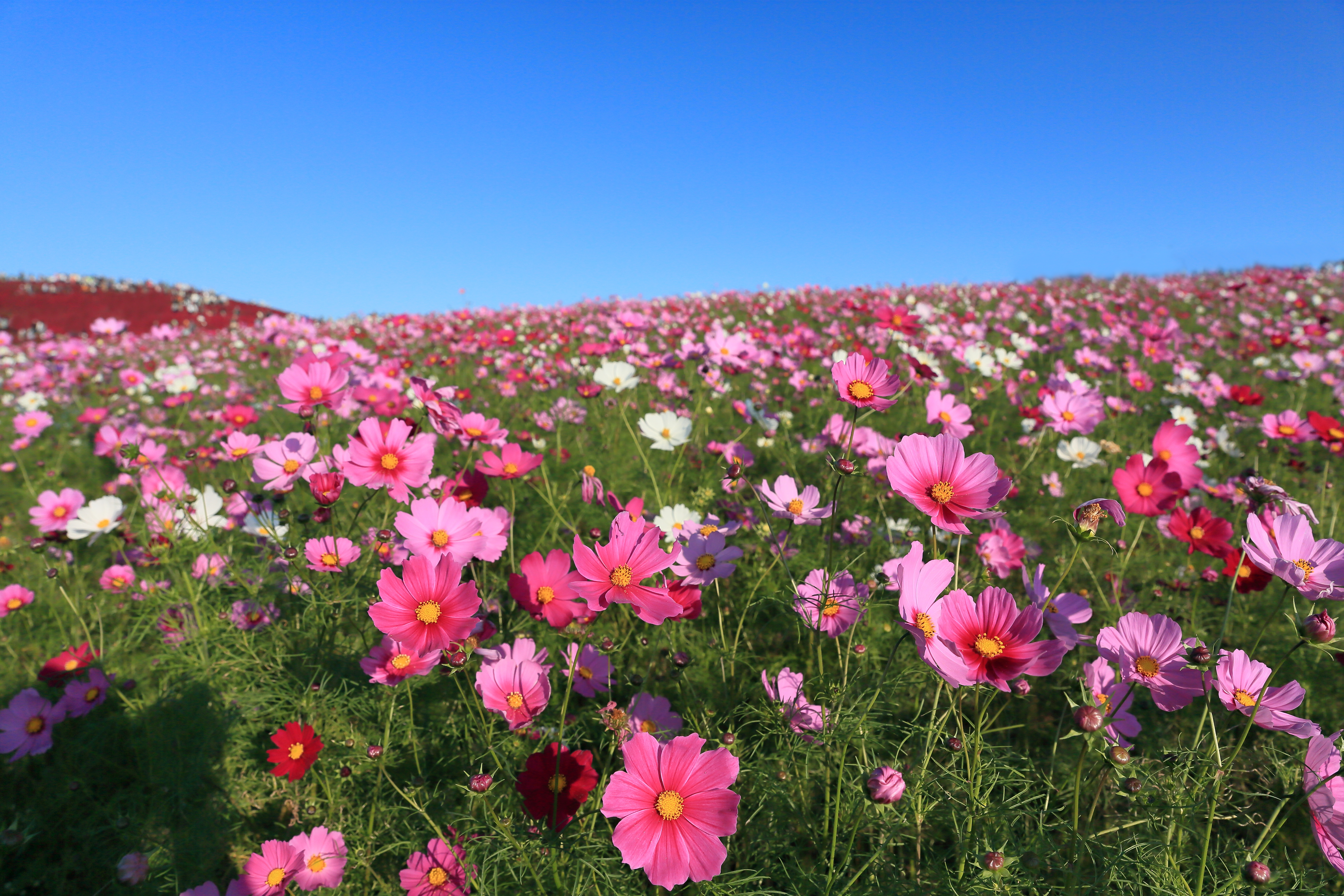 Laden Sie das Natur, Blumen, Blume, Wiese, Erde/natur, Pinke Blume, Kosmeen-Bild kostenlos auf Ihren PC-Desktop herunter