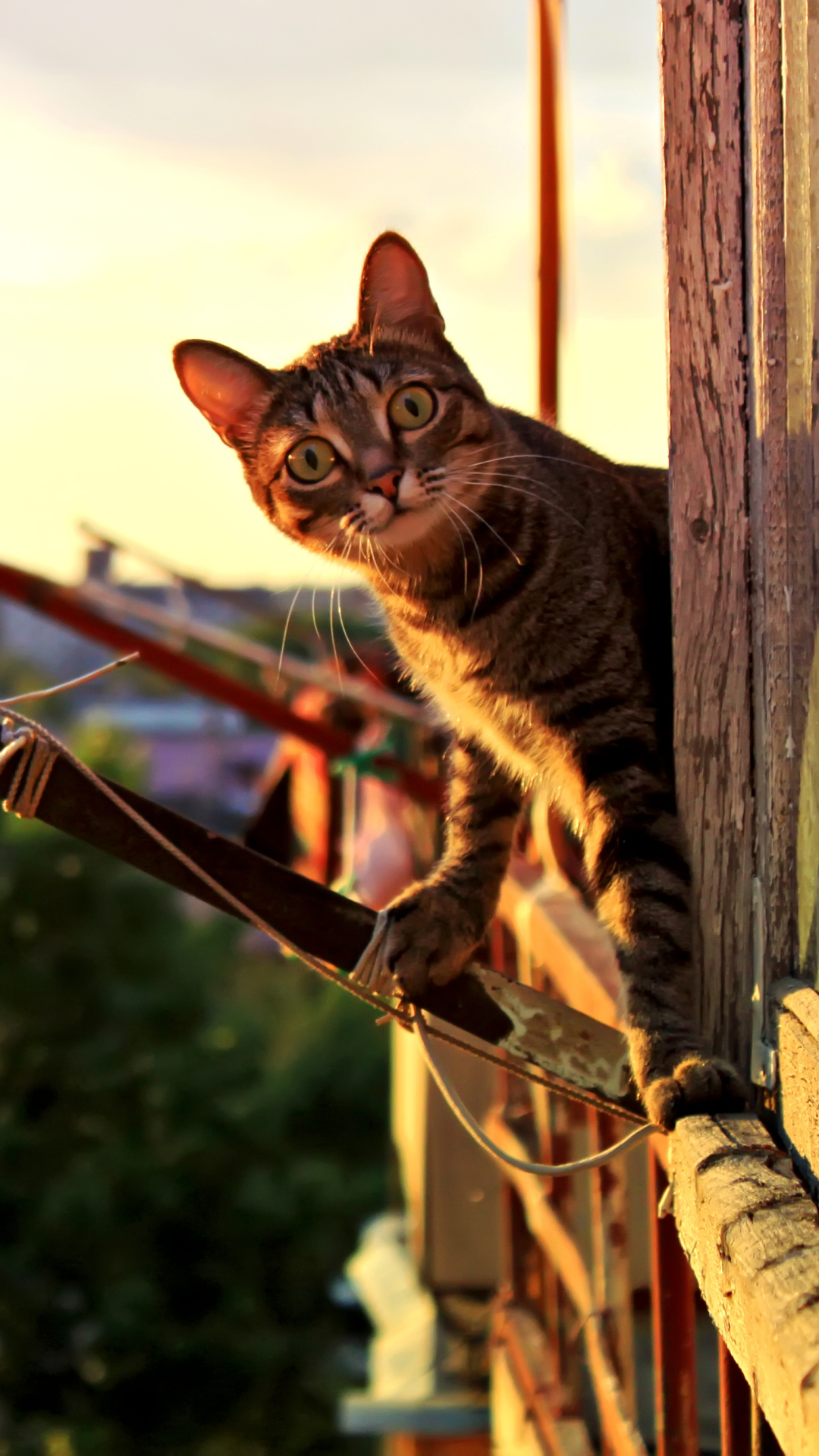 Baixar papel de parede para celular de Animais, Gatos, Gato gratuito.