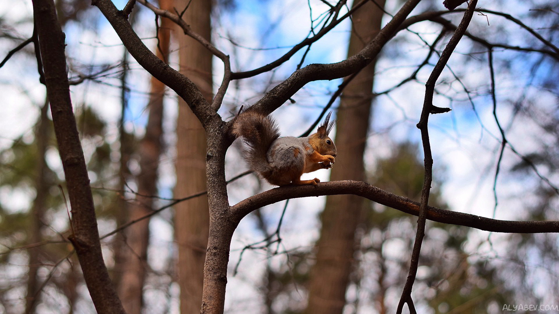 Download mobile wallpaper Squirrel, Animal for free.