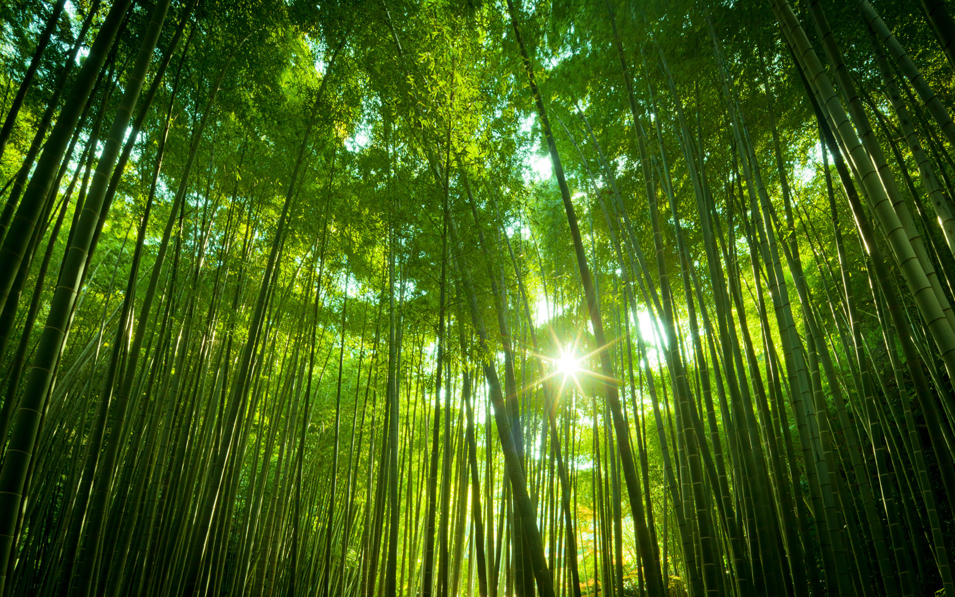 Скачать обои бесплатно Бамбук, Земля/природа картинка на рабочий стол ПК