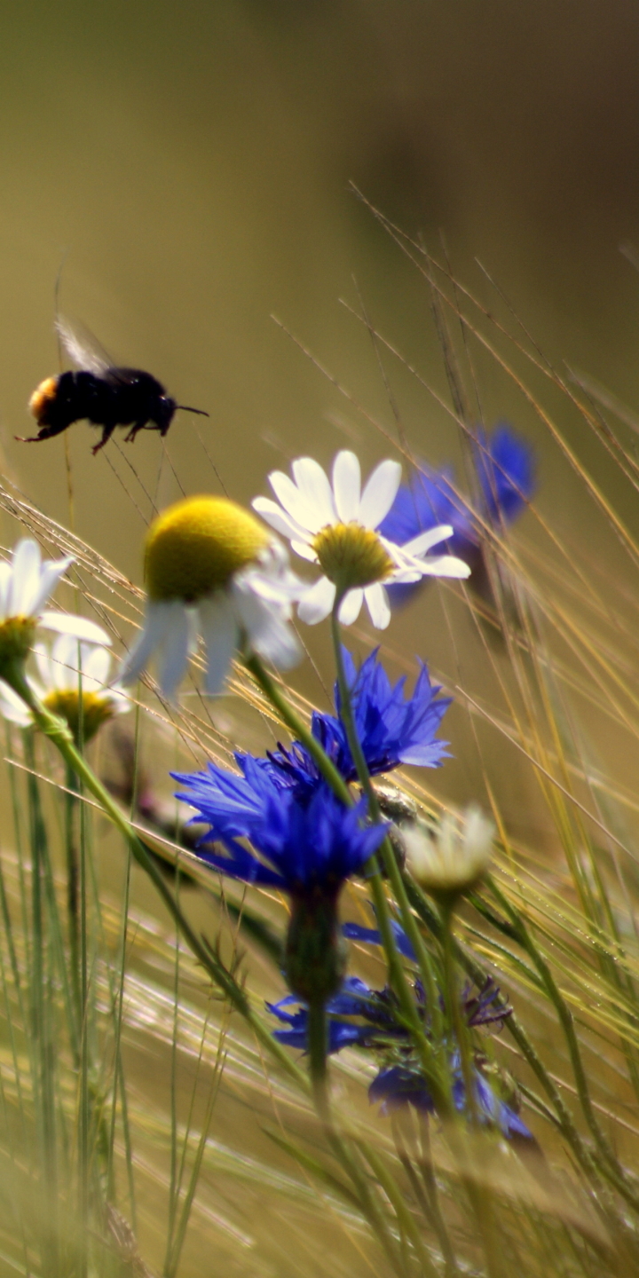 1156265 descargar fondo de pantalla tierra/naturaleza, margarita, insecto, naturaleza, flor, abejorro, flor blanca, flores: protectores de pantalla e imágenes gratis