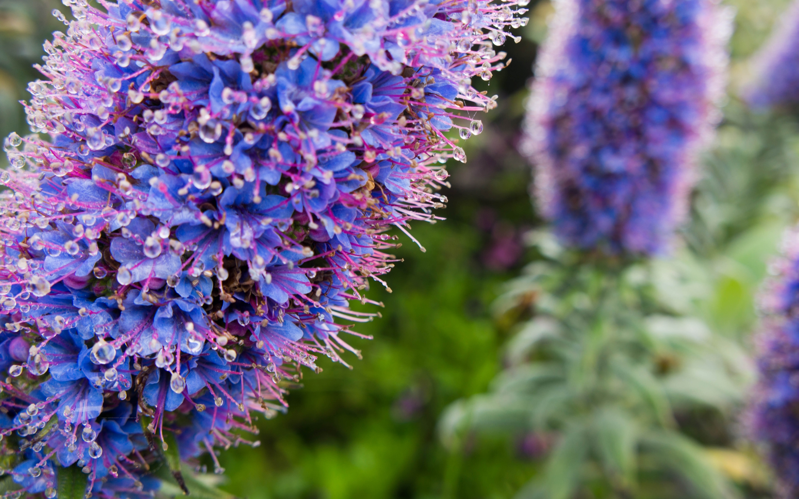 Téléchargez gratuitement l'image Fleurs, Fleur, Terre/nature sur le bureau de votre PC