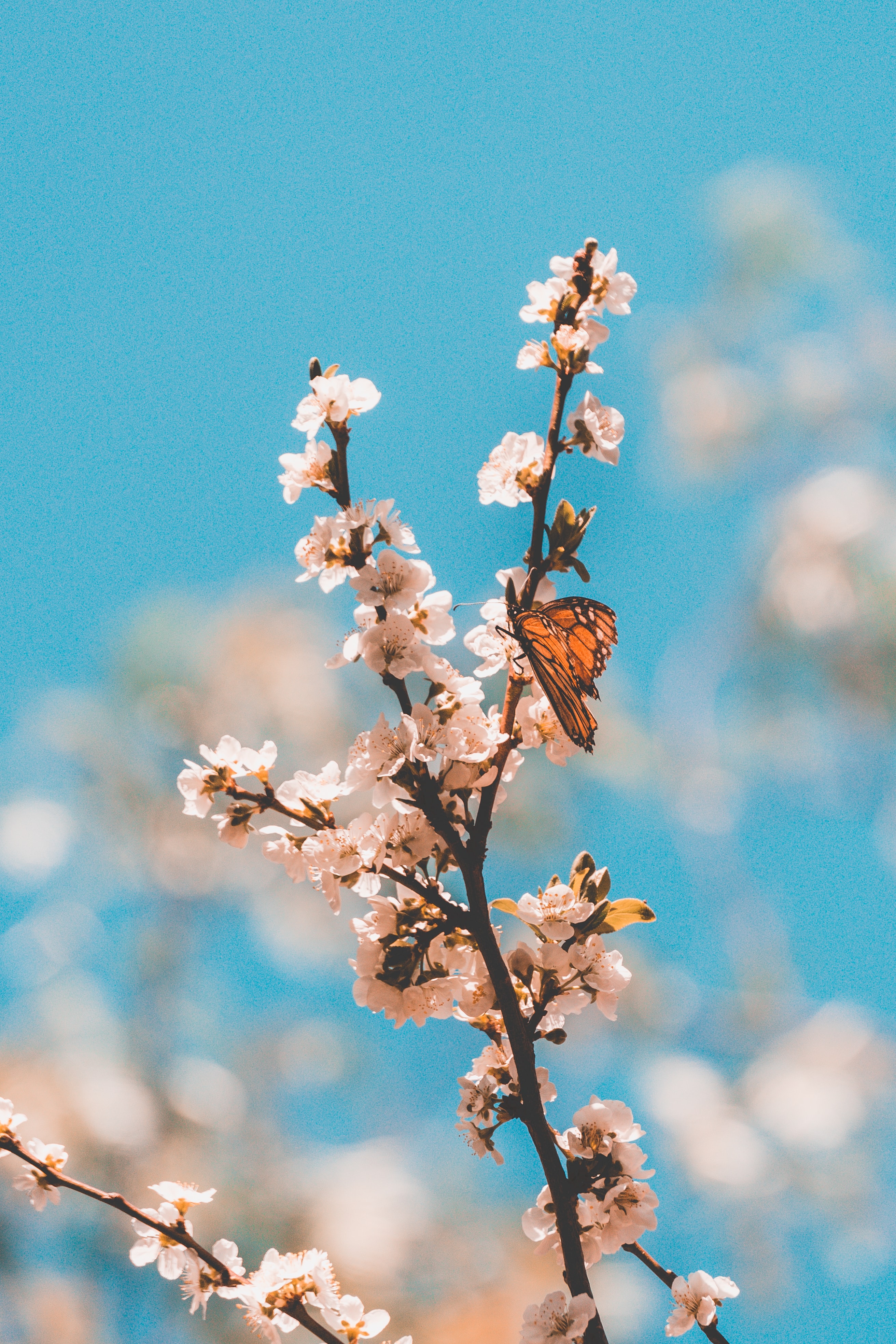 Laden Sie das Makro, Ast, Schmetterling, Blumen, Zweig-Bild kostenlos auf Ihren PC-Desktop herunter