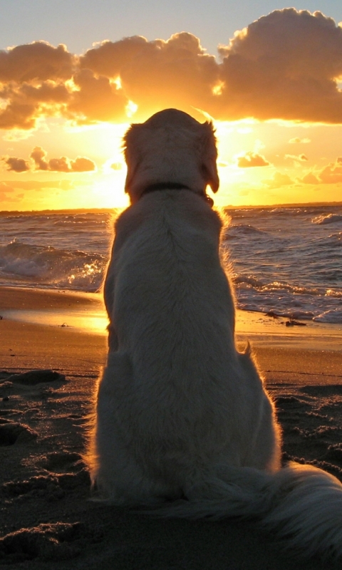 Download mobile wallpaper Dogs, Sunset, Beach, Animal, Golden Retriever for free.