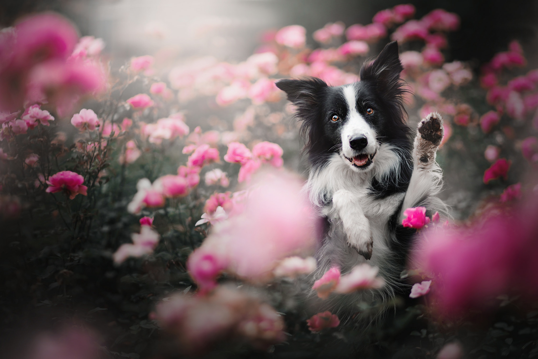 Download mobile wallpaper Dogs, Flower, Dog, Animal, Border Collie for free.