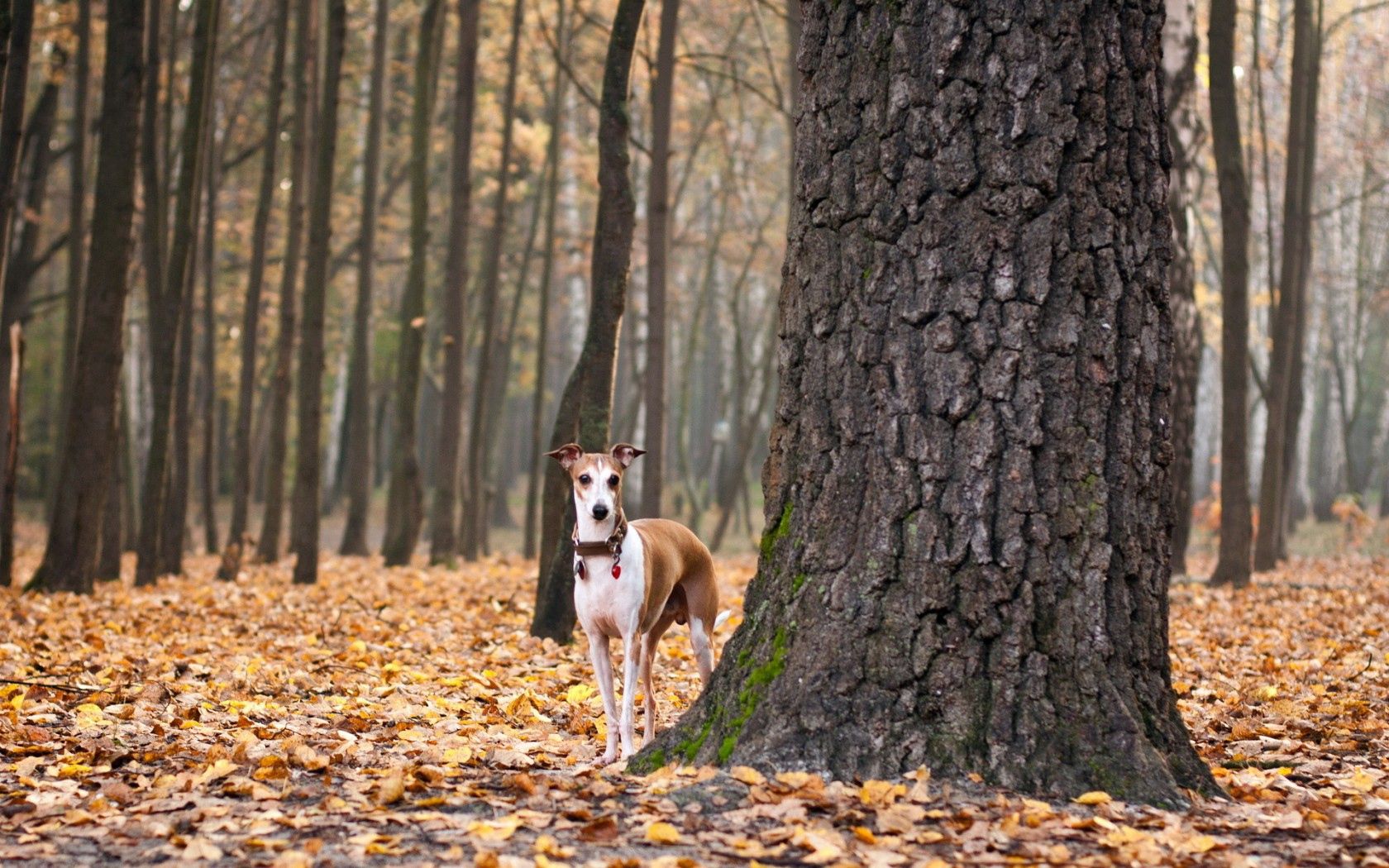 Скачать обои бесплатно Листья, Собака, Животные, Осень картинка на рабочий стол ПК