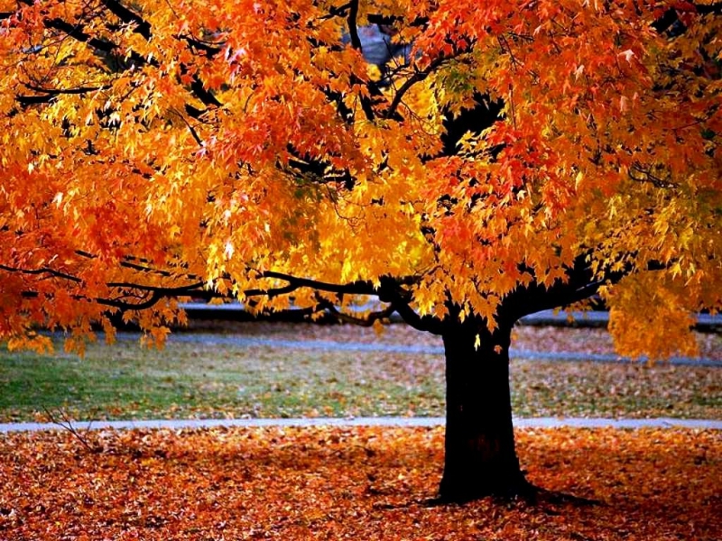 Baixar papel de parede para celular de Outono, Árvores, Paisagem gratuito.