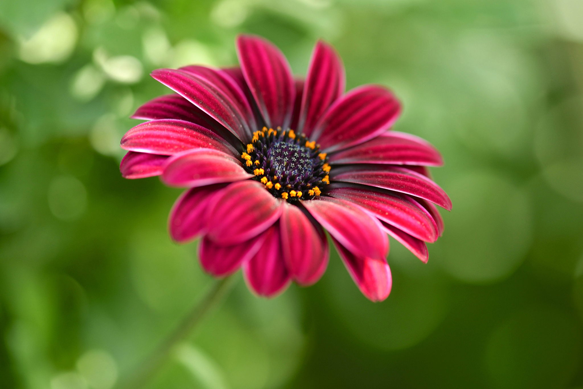 Handy-Wallpaper Natur, Blume, Bokeh, Erde/natur, Pinke Blume kostenlos herunterladen.