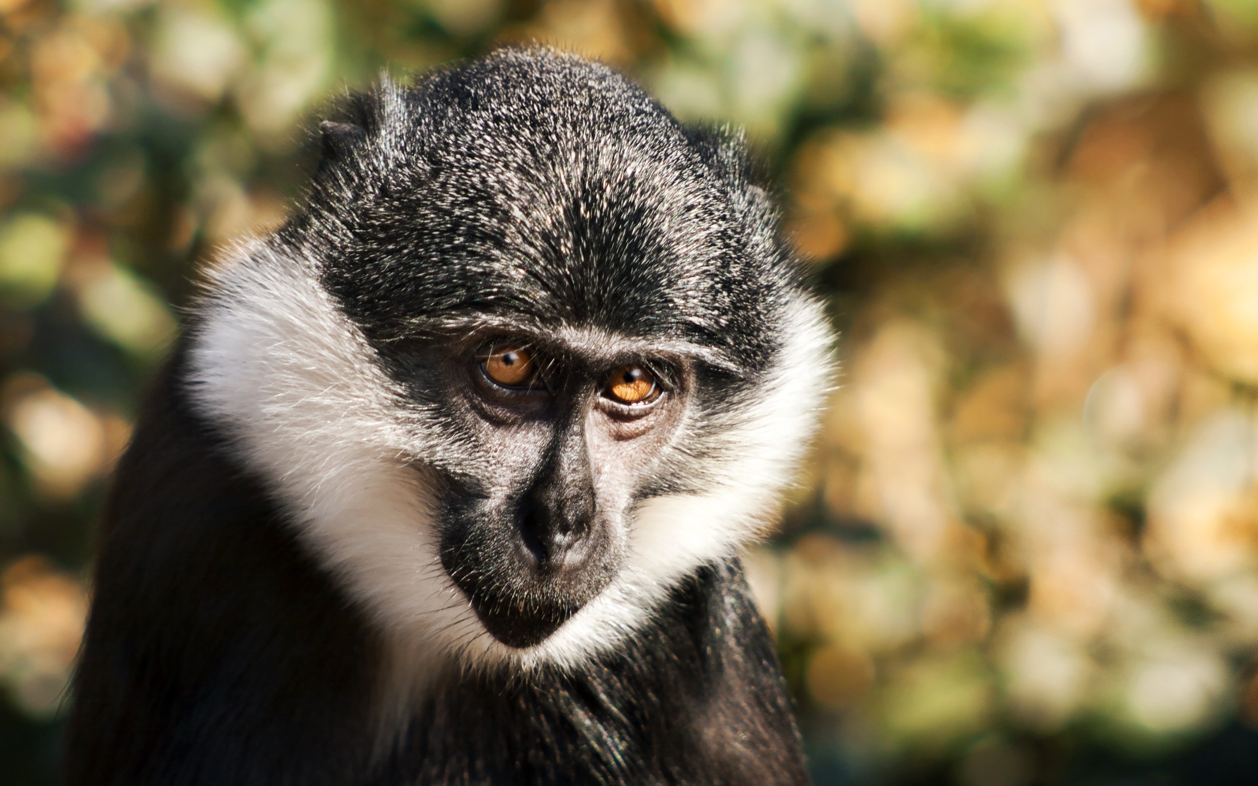 Laden Sie das Tiere, Affen-Bild kostenlos auf Ihren PC-Desktop herunter