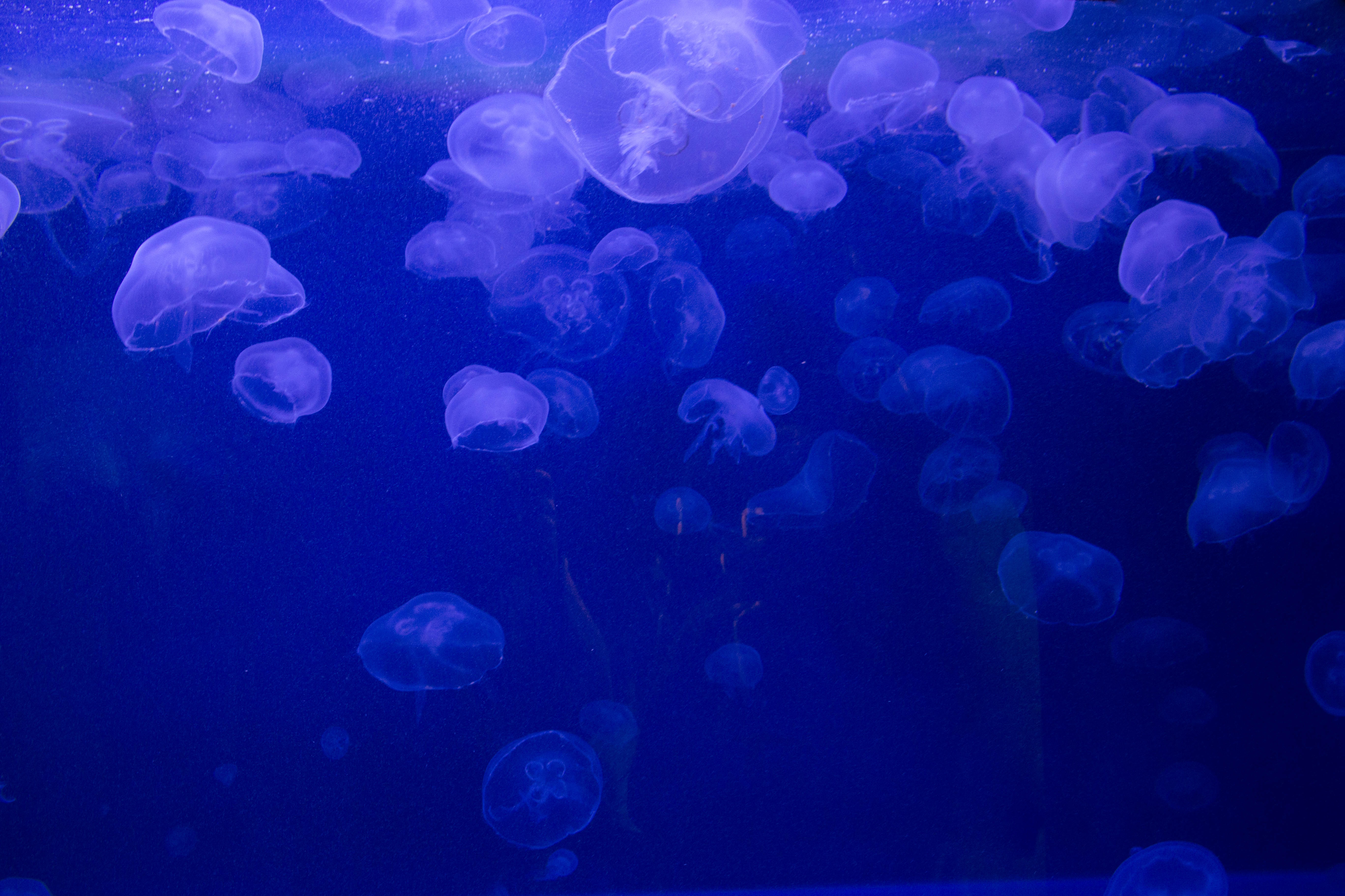 107801 télécharger l'image animaux, jellyfish, monde sous marin, gelée - fonds d'écran et économiseurs d'écran gratuits
