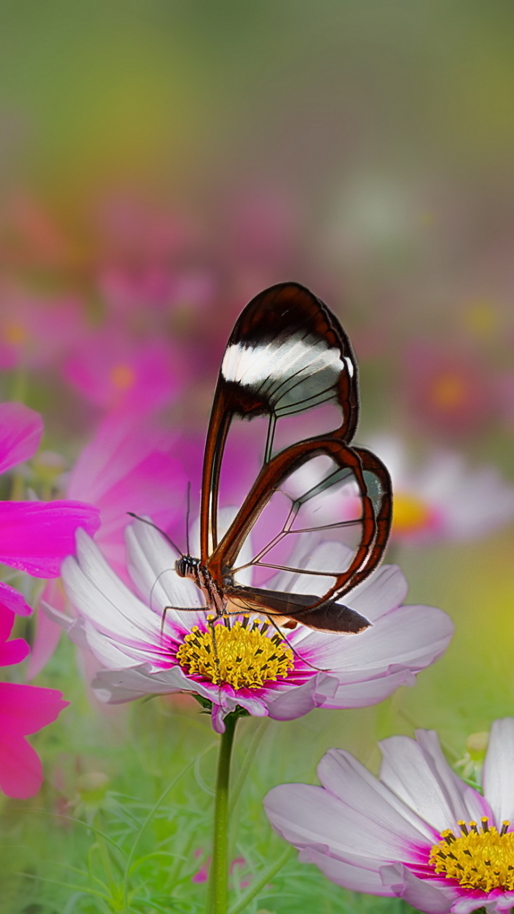Download mobile wallpaper Summer, Flower, Blur, Close Up, Butterfly, Animal, White Flower, Pink Flower for free.