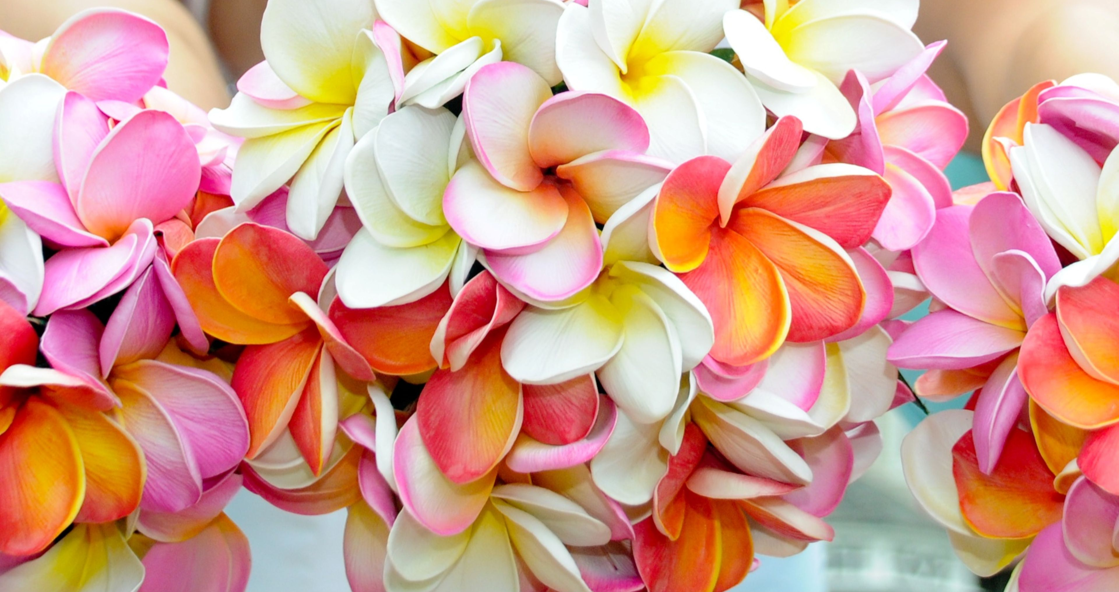 Download mobile wallpaper Flowers, Flower, Earth, Plumeria, White Flower, Frangipani for free.