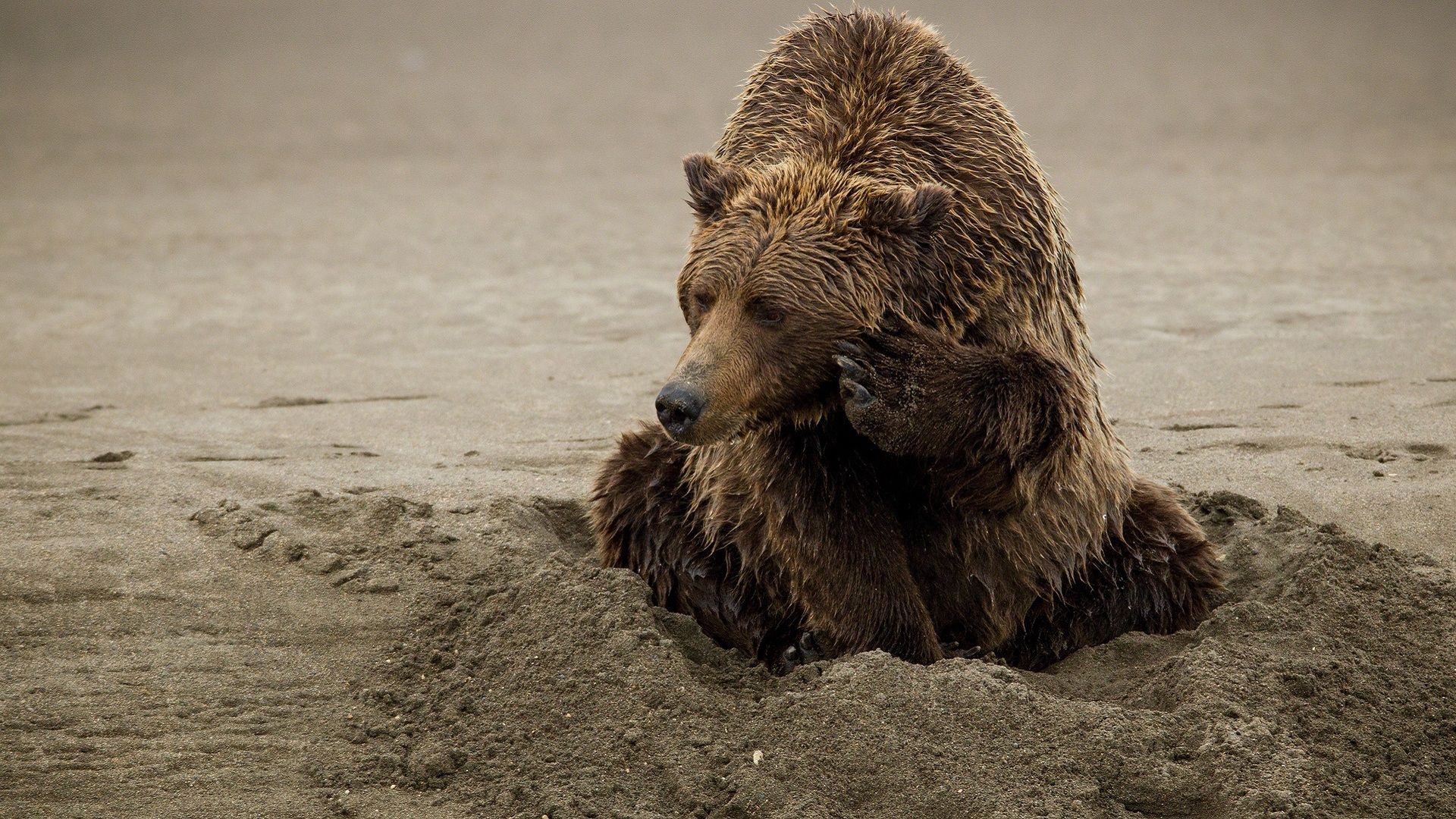 Download mobile wallpaper Playful, Animals, Sand, Bear for free.