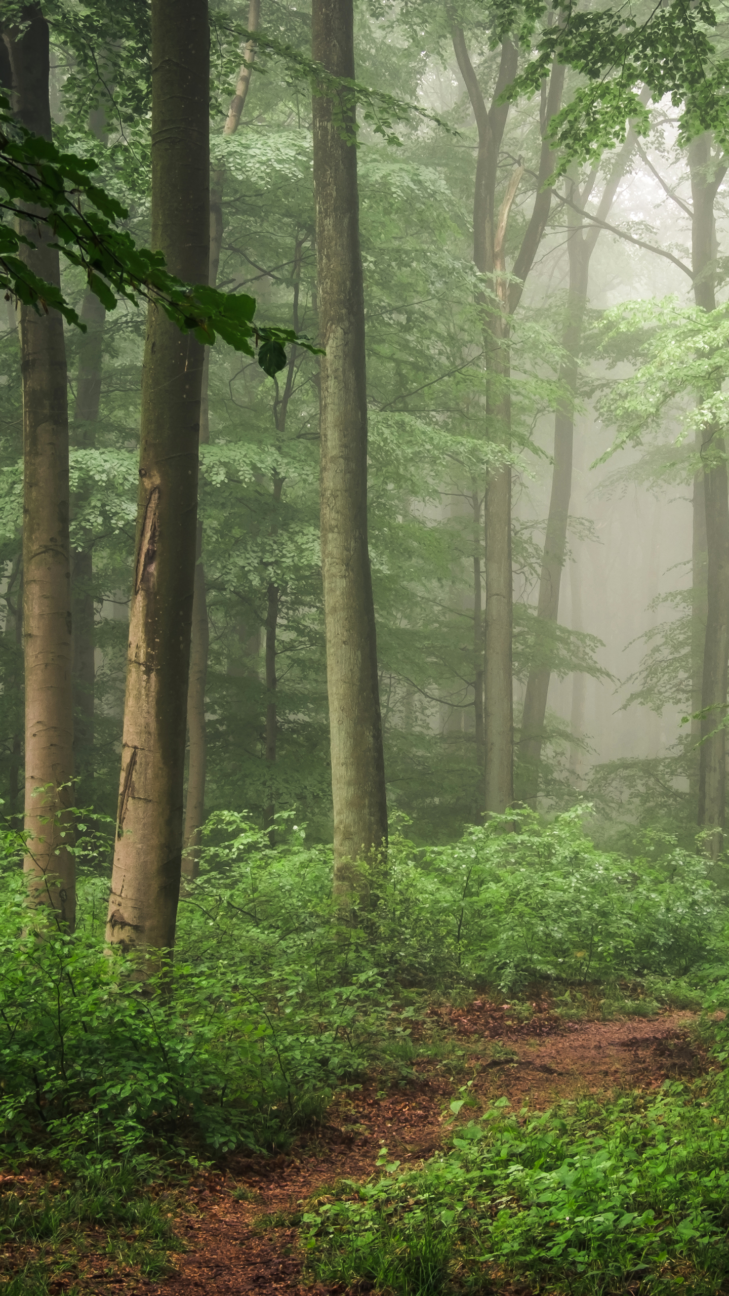無料モバイル壁紙自然, 道, 森, 霧, 地球をダウンロードします。