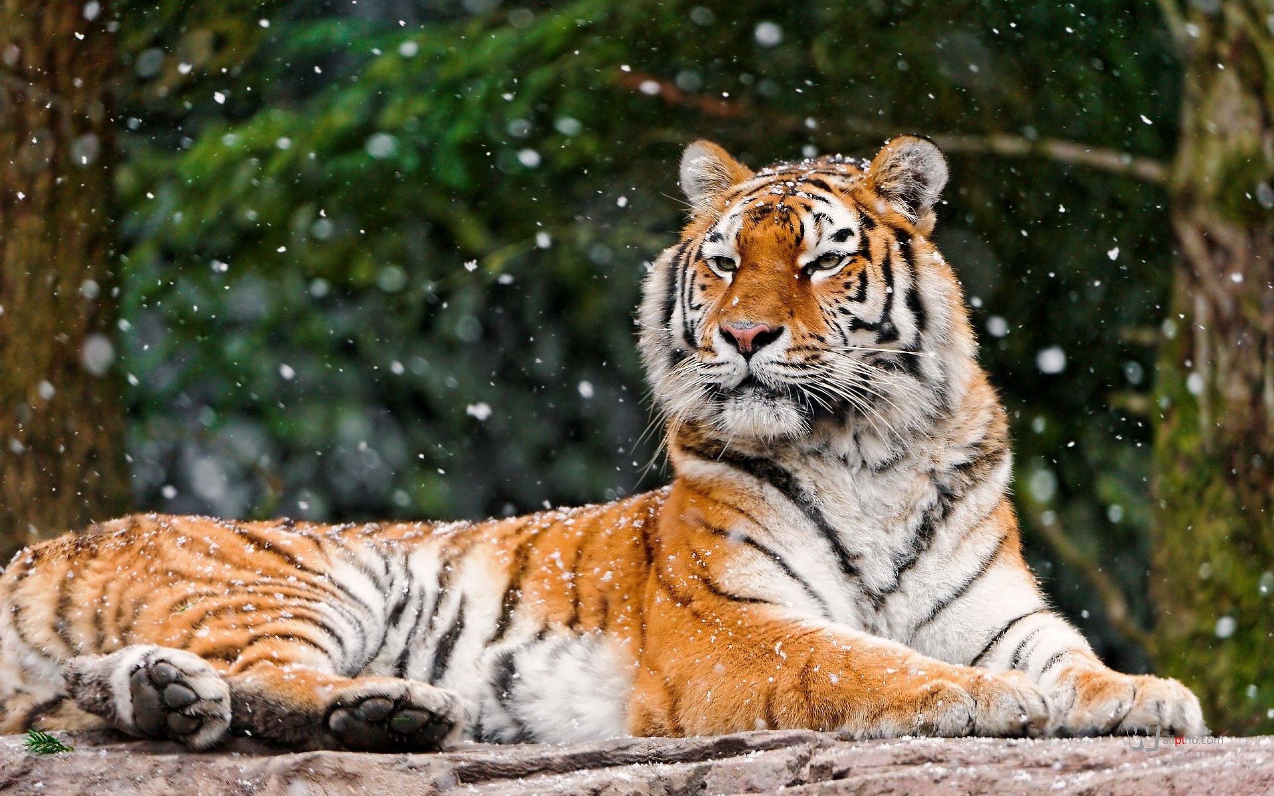 Download mobile wallpaper To Lie Down, Lie, Animals, Snow, Animal, Tiger for free.