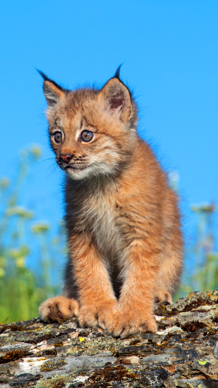 Download mobile wallpaper Cats, Animal, Baby Animal, Lynx, Cub for free.