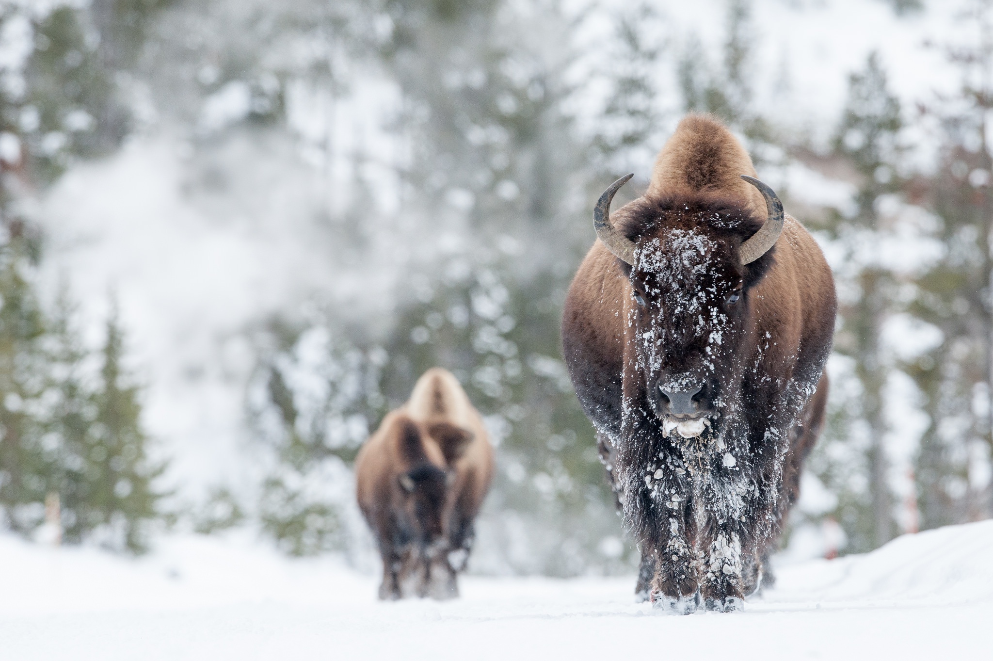 Free download wallpaper Winter, Snow, Animal, American Bison, Depth Of Field on your PC desktop