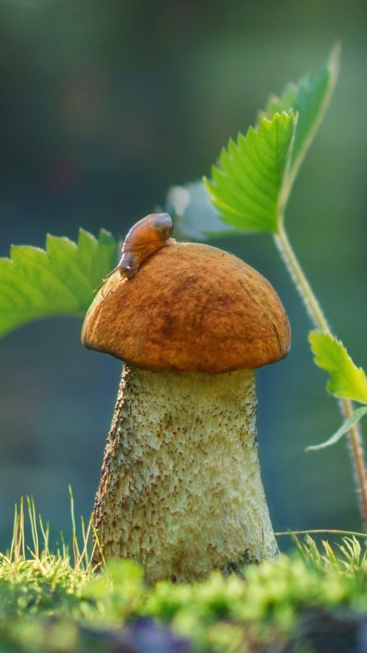 Descarga gratuita de fondo de pantalla para móvil de Naturaleza, Macro, Champiñón, Tierra/naturaleza, Macrofotografía.