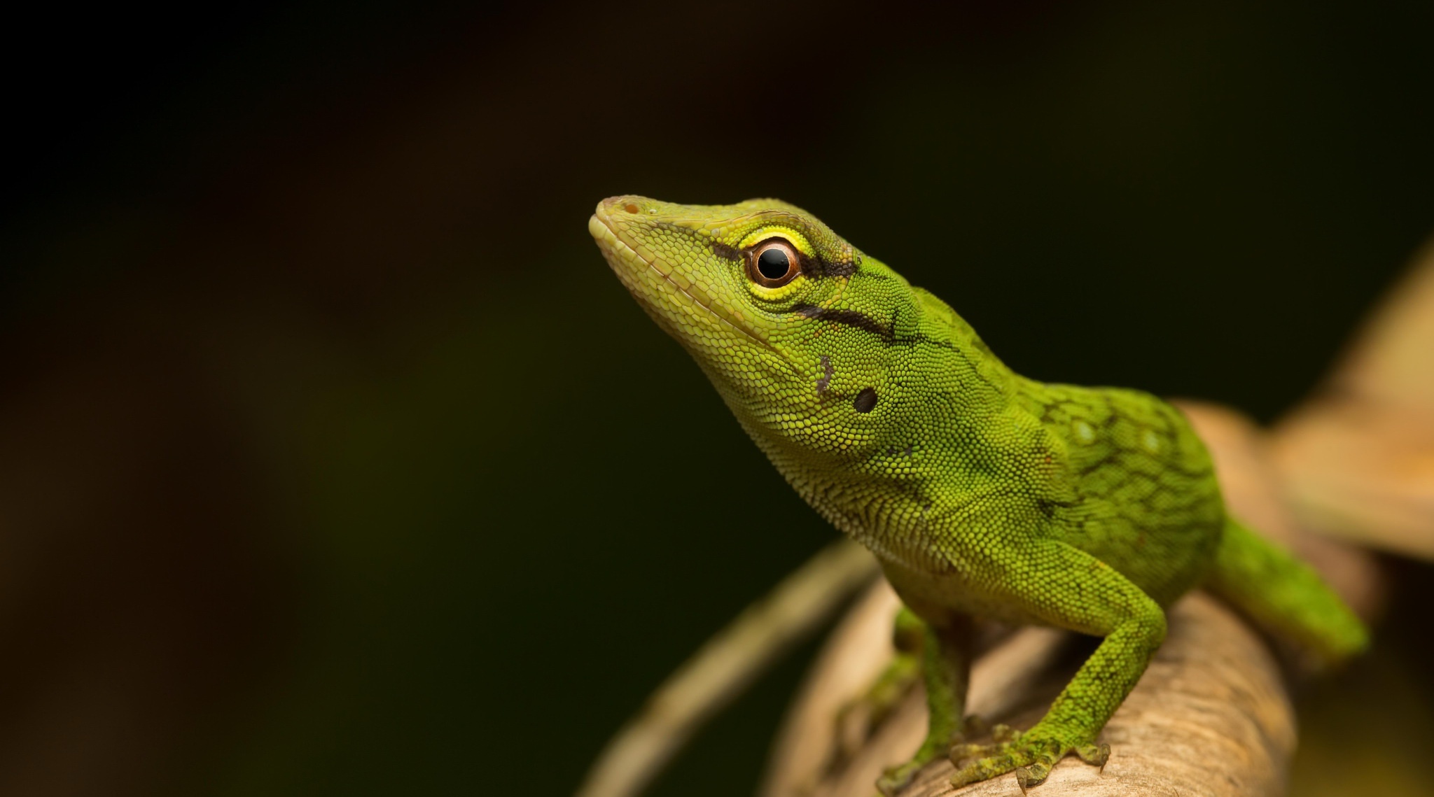 430886 descargar fondo de pantalla animales, anolis verde, lagarto, reptil, reptiles: protectores de pantalla e imágenes gratis