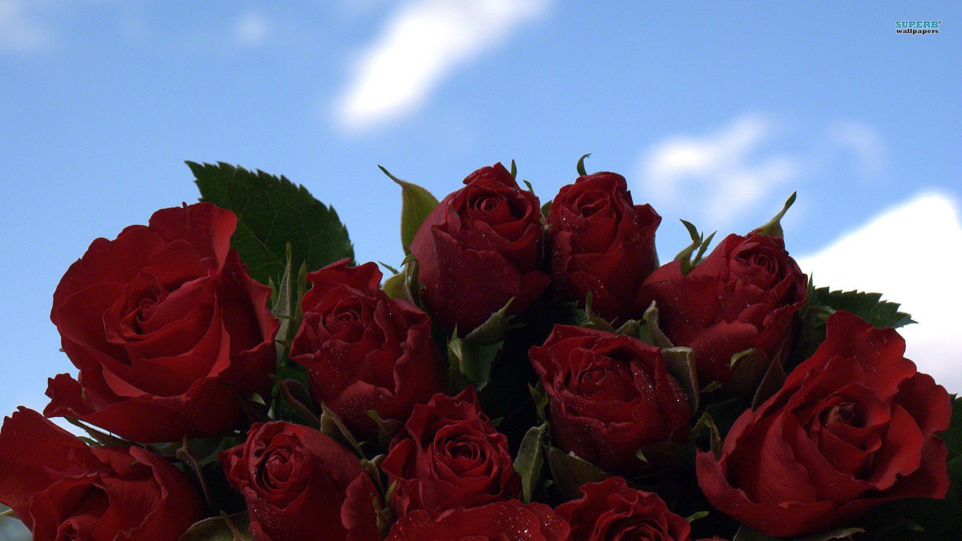 Laden Sie das Blumen, Rose, Erde/natur-Bild kostenlos auf Ihren PC-Desktop herunter