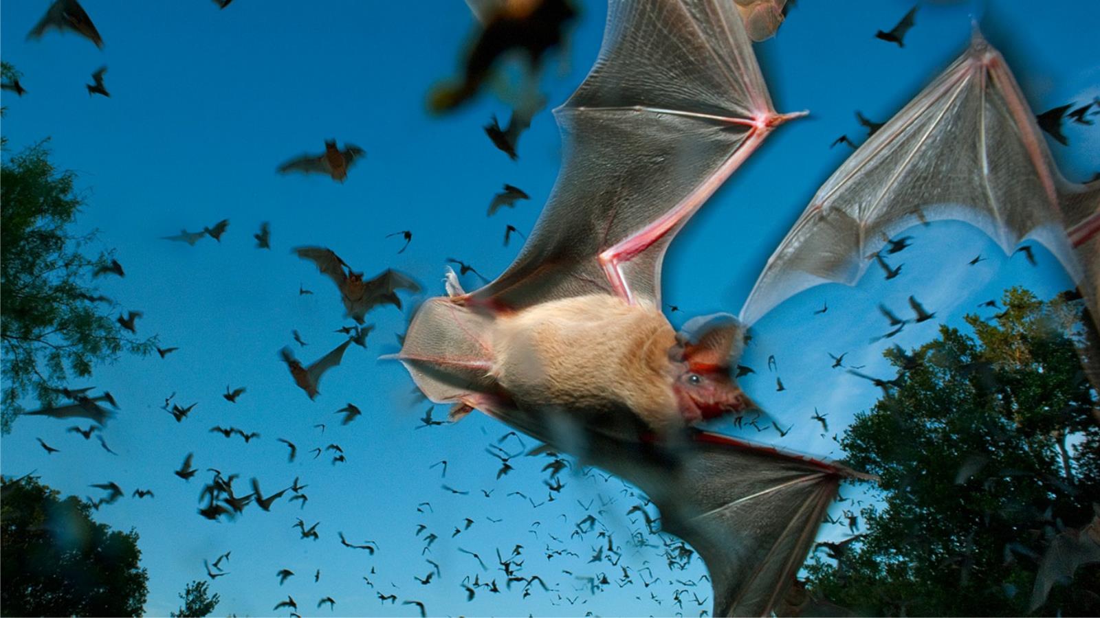 Baixar papel de parede para celular de Animais, Morcego Mexicano De Cauda Livre gratuito.