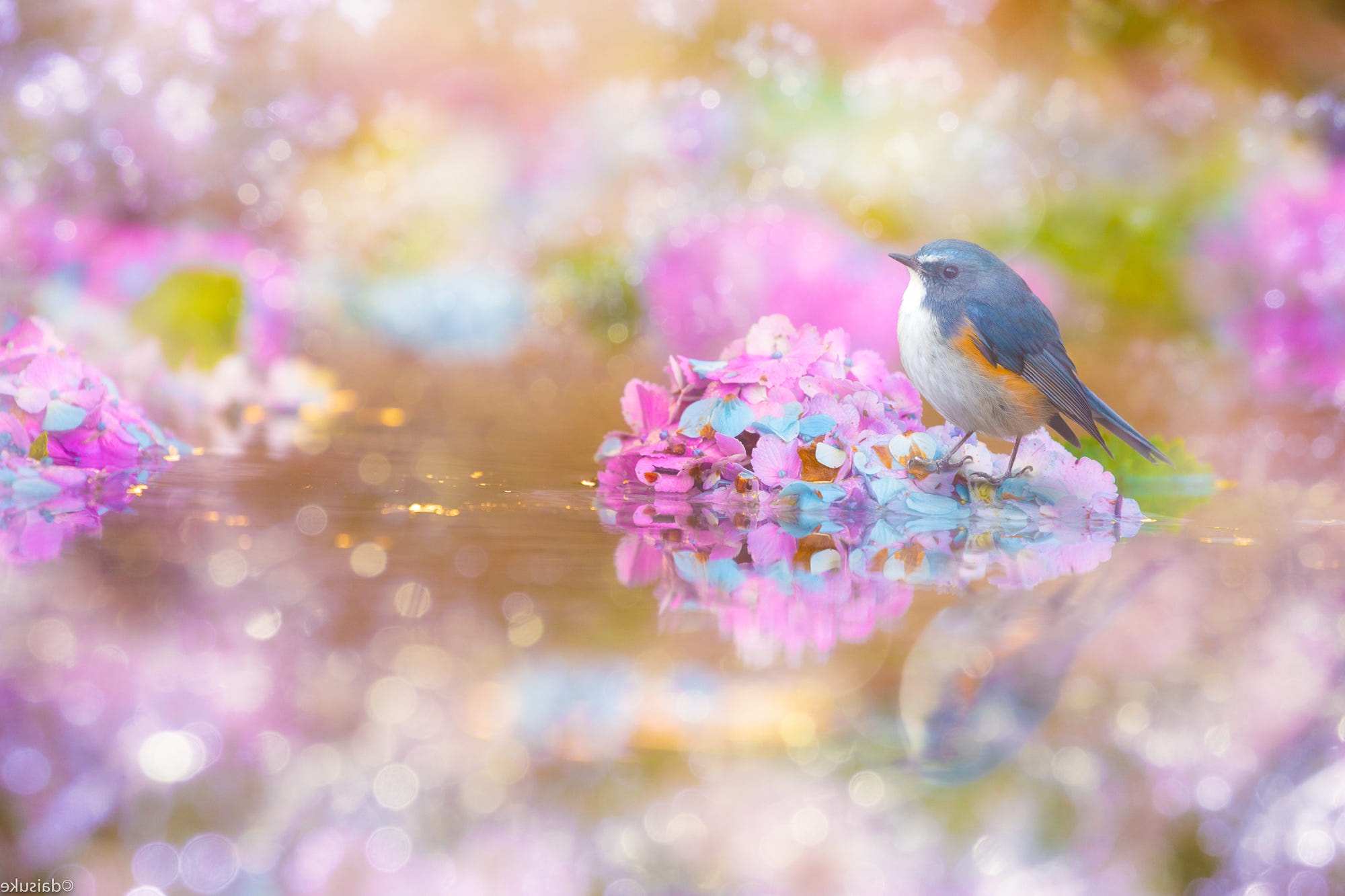 animal, bluebird, bird, flower, hydrangea, passerine, reflection, birds