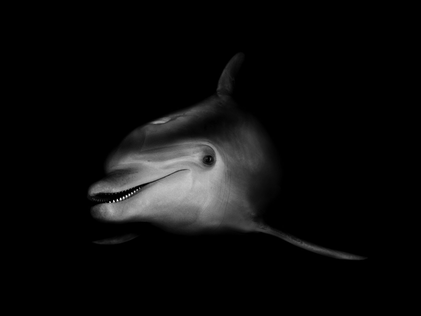26468 baixar imagens animais, golfinhos, preto - papéis de parede e protetores de tela gratuitamente