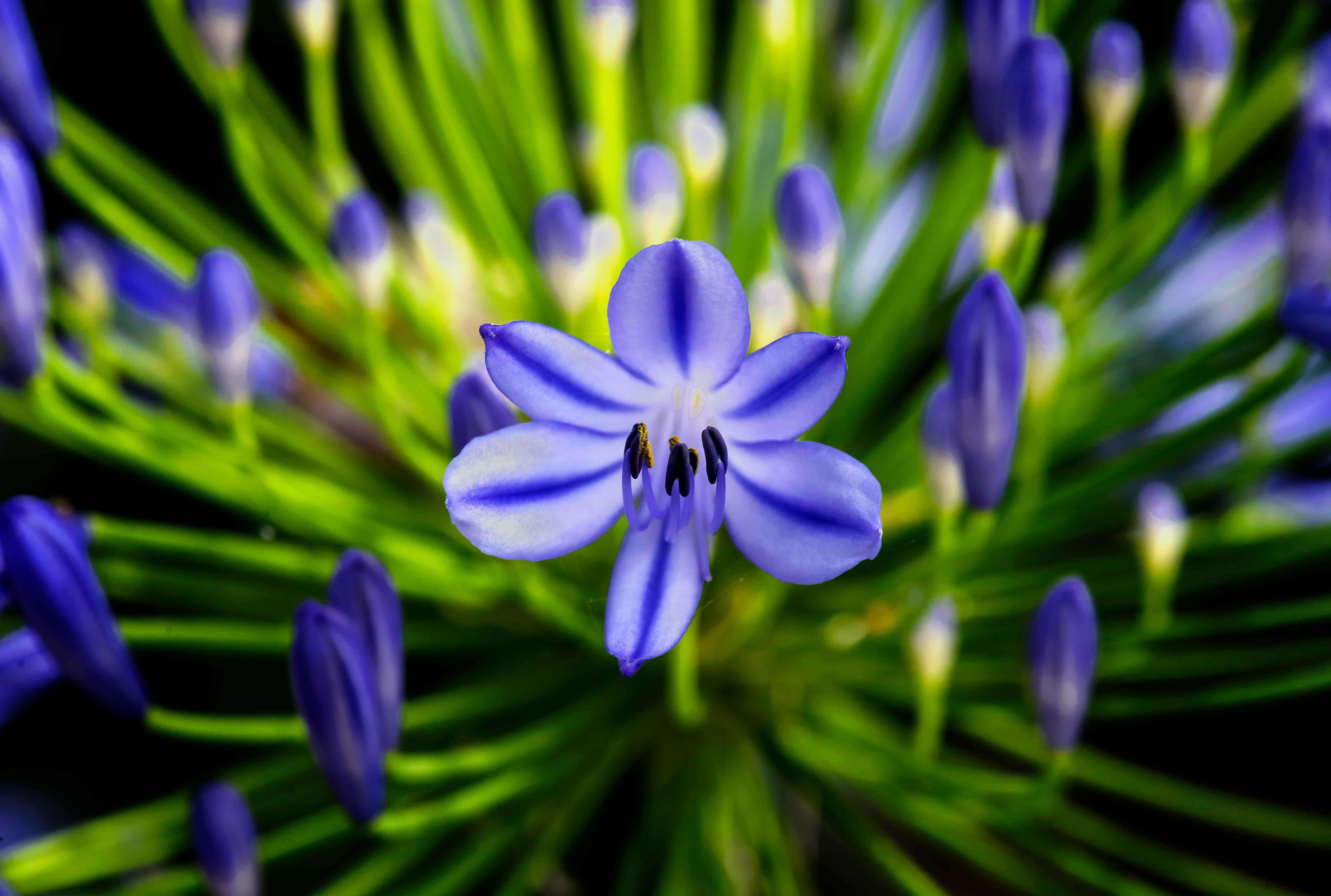 blue, flower, plant, macro, agapanthus