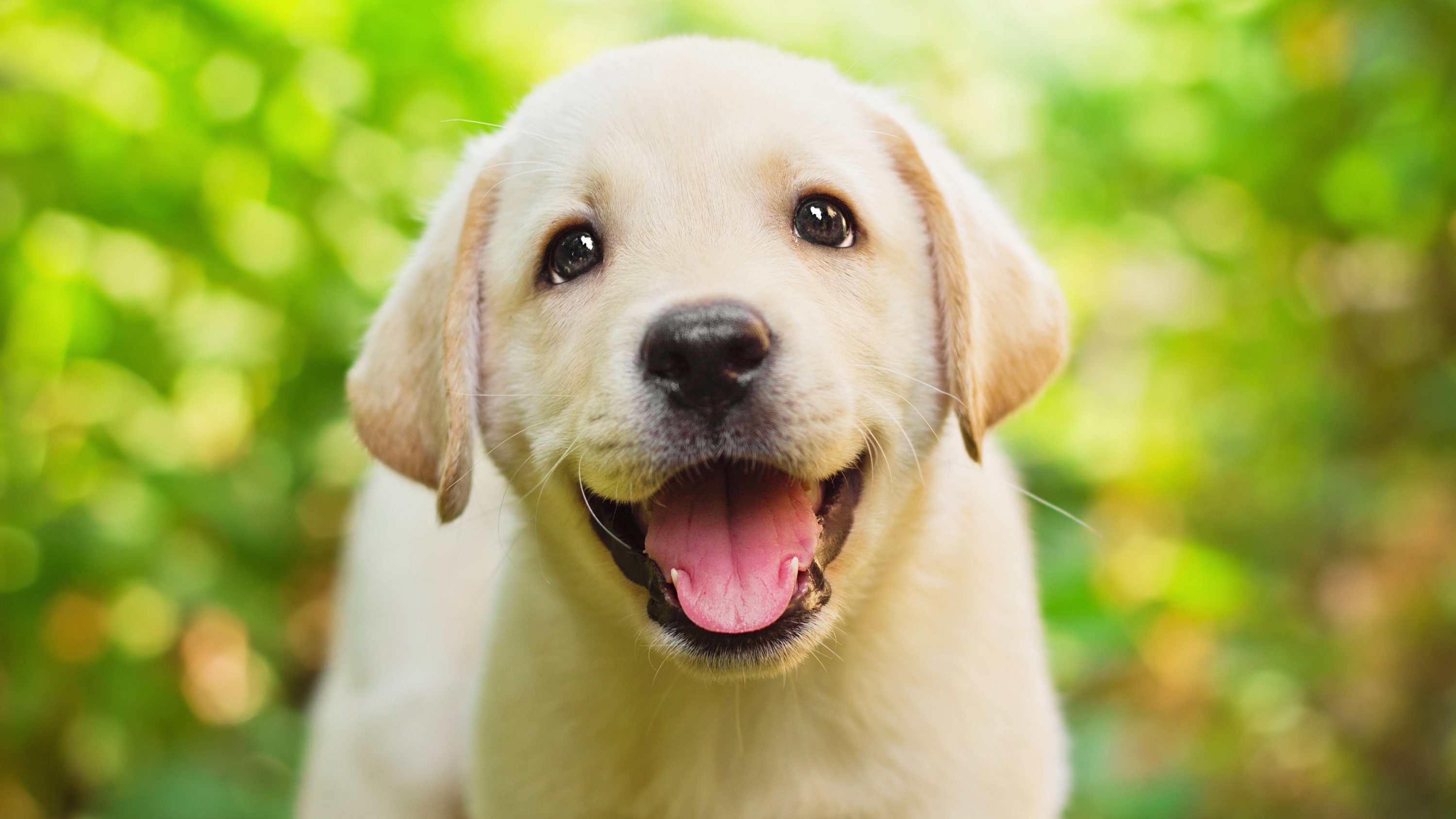 Free download wallpaper Dogs, Dog, Muzzle, Animal, Puppy, Golden Retriever, Bokeh, Baby Animal on your PC desktop