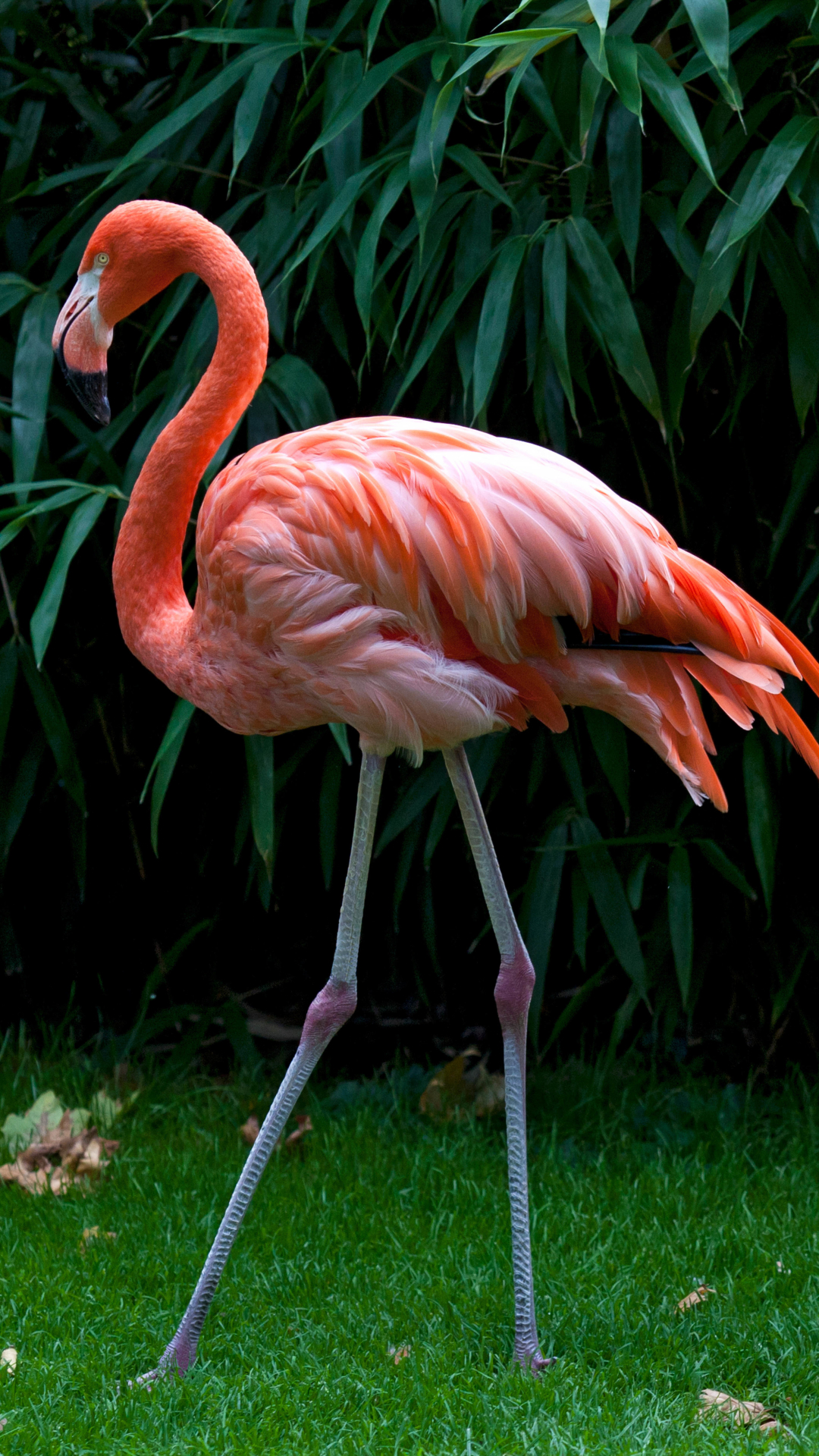 Download mobile wallpaper Birds, Flamingo, Bird, Animal for free.
