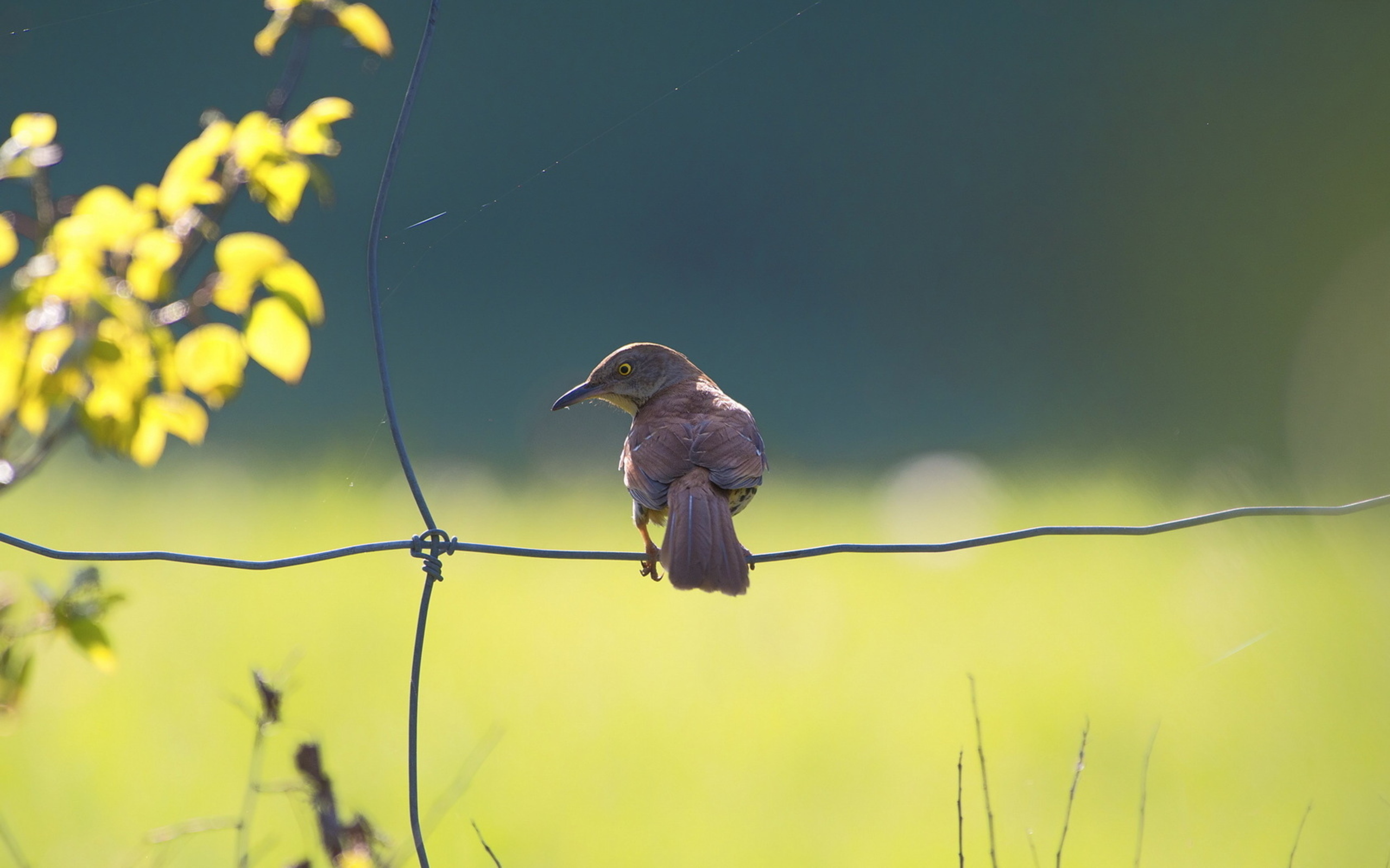 Baixar papel de parede para celular de Pássaro, Aves, Animais gratuito.