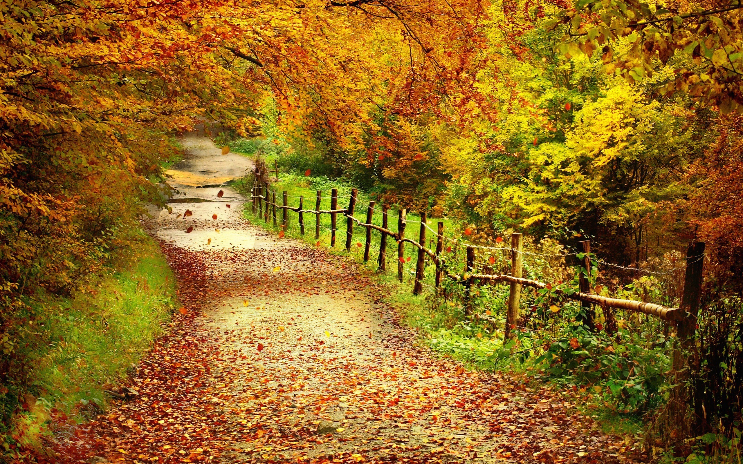 Free download wallpaper Roads, Autumn, Leaves, Landscape on your PC desktop