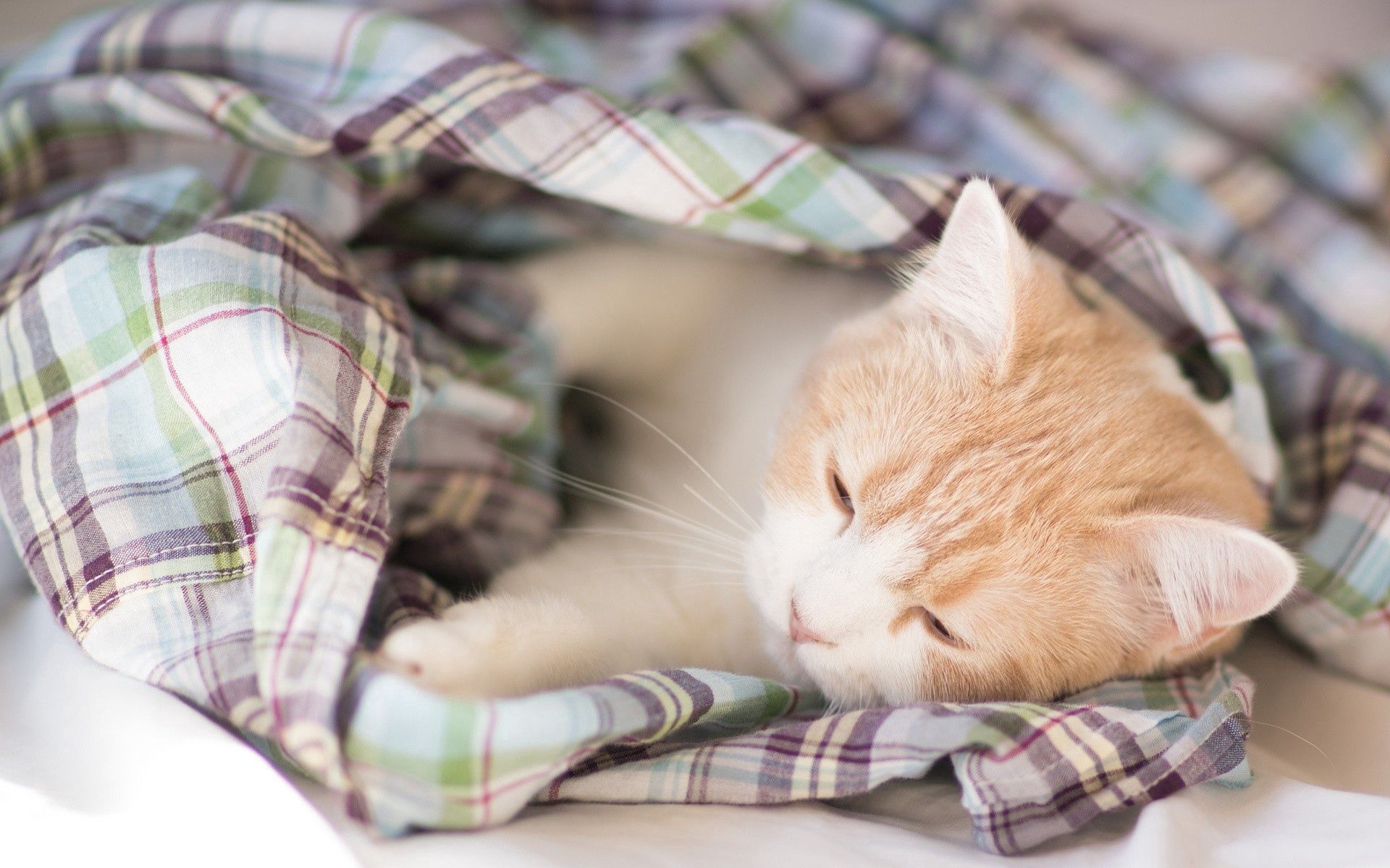76700 скачать картинку котенок, животные, лежать, пятнистый, сон, одеяло - обои и заставки бесплатно