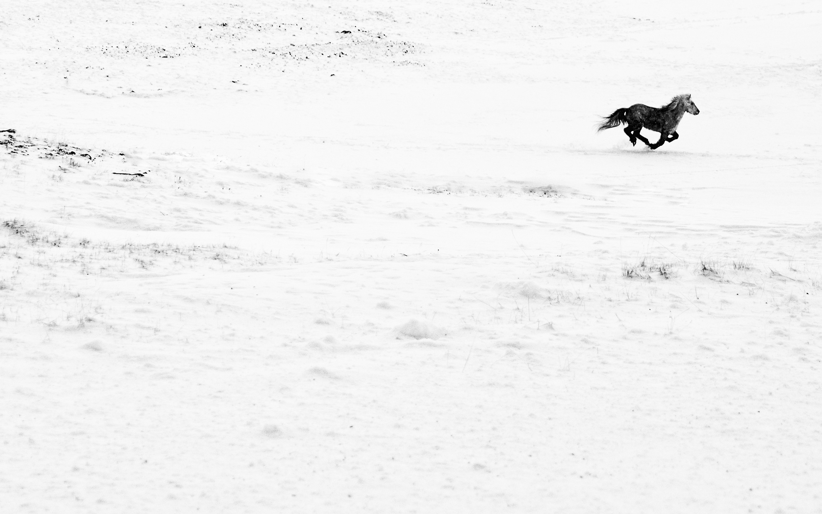 Download mobile wallpaper Snow, Animal, Horse, Minimalist for free.