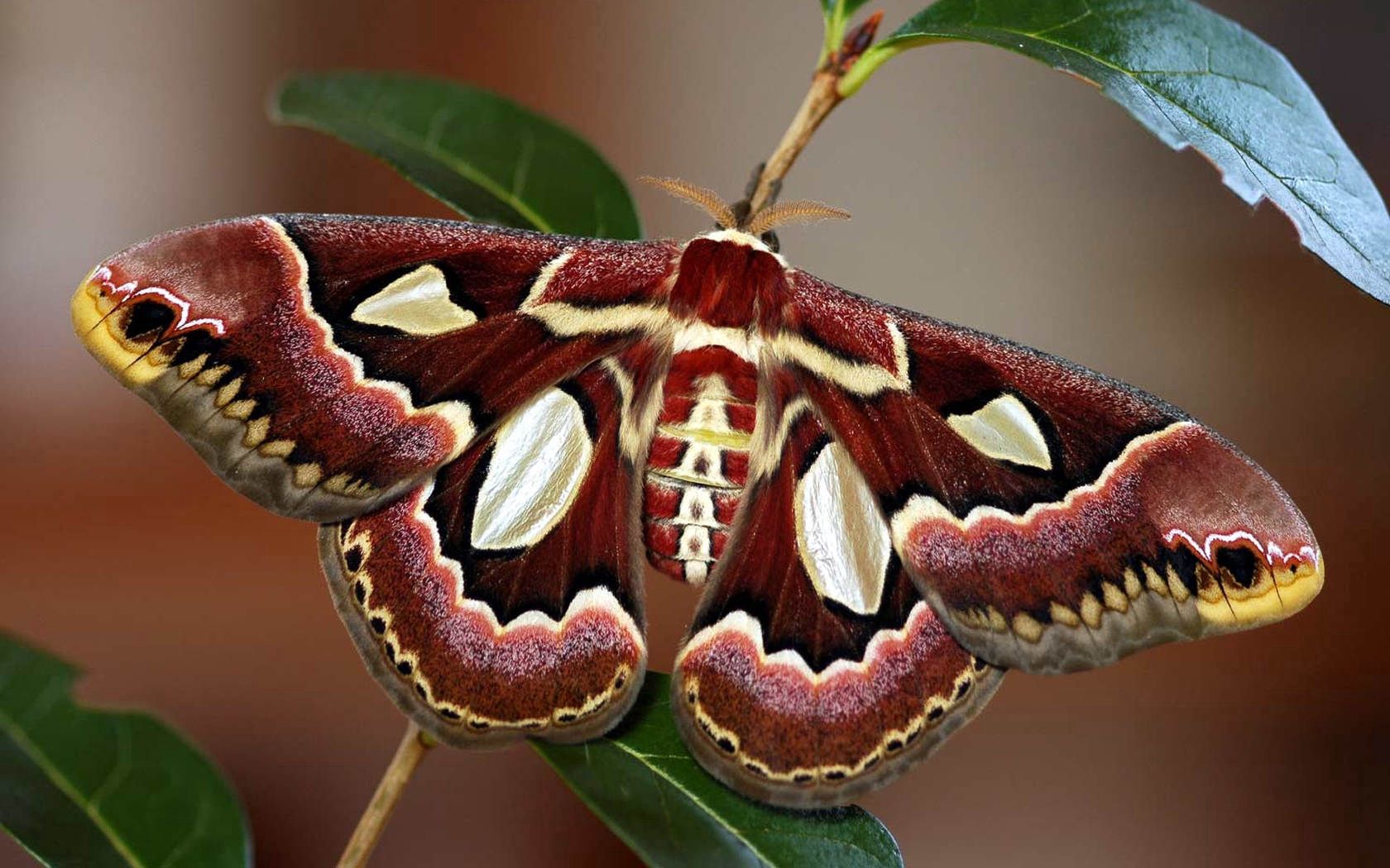PCデスクトップに蝶, 大きい, マクロ, 明るい, バタフライ, 翼, カラフル画像を無料でダウンロード