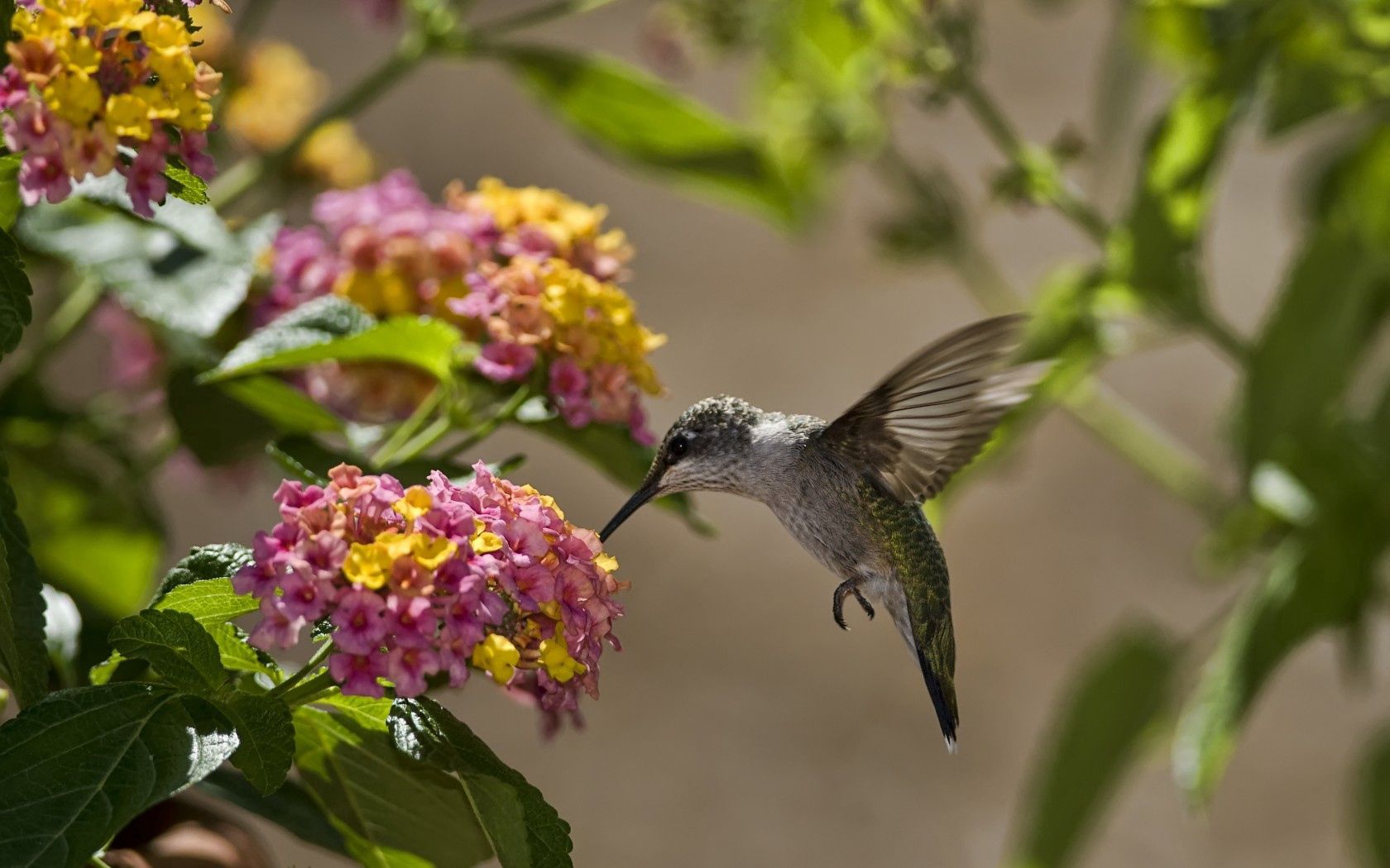 116675 скачать обои колибри, птица, солнце, животные, цветы, листья - заставки и картинки бесплатно