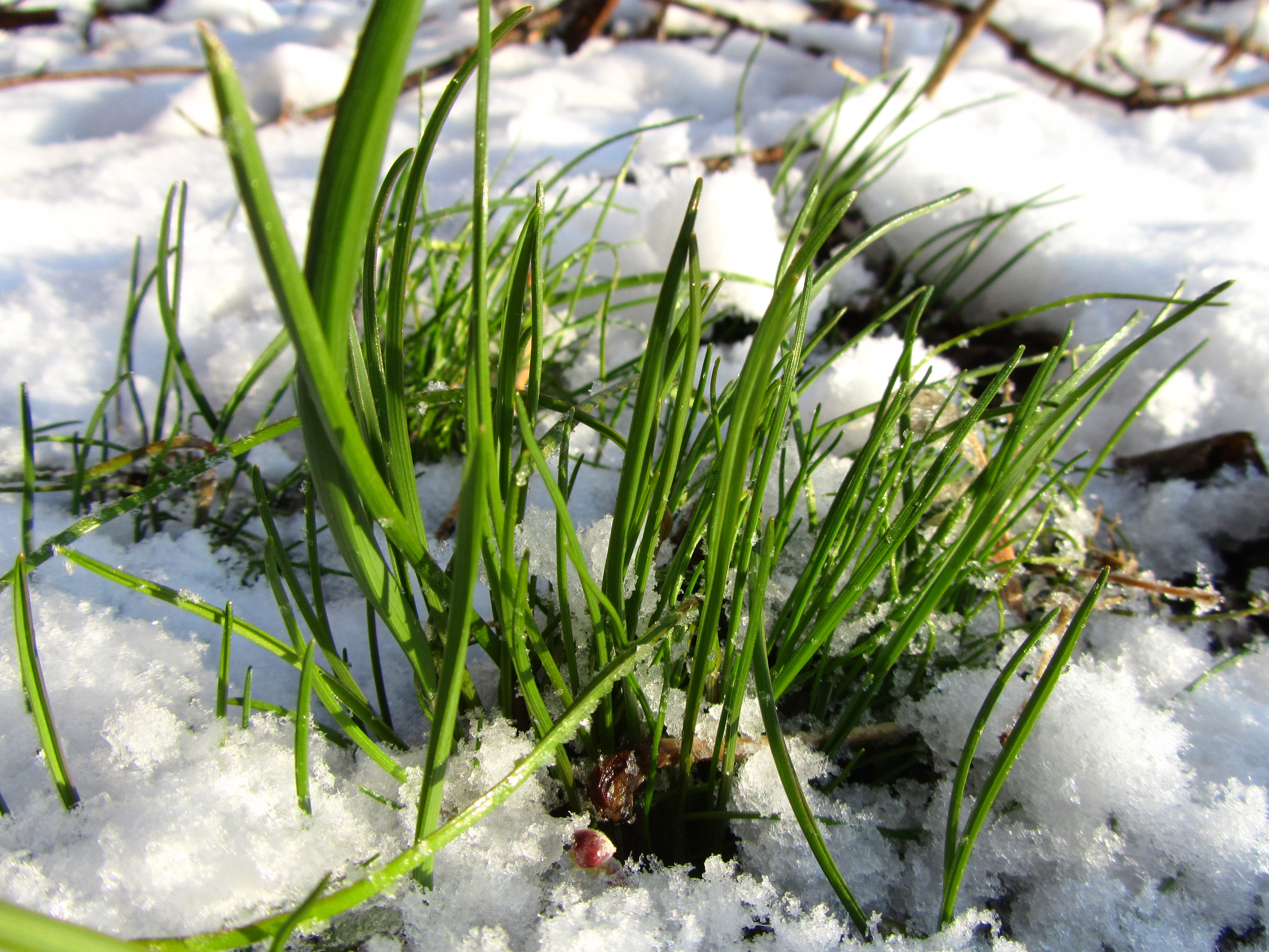 Laden Sie das Gras, Erde/natur-Bild kostenlos auf Ihren PC-Desktop herunter