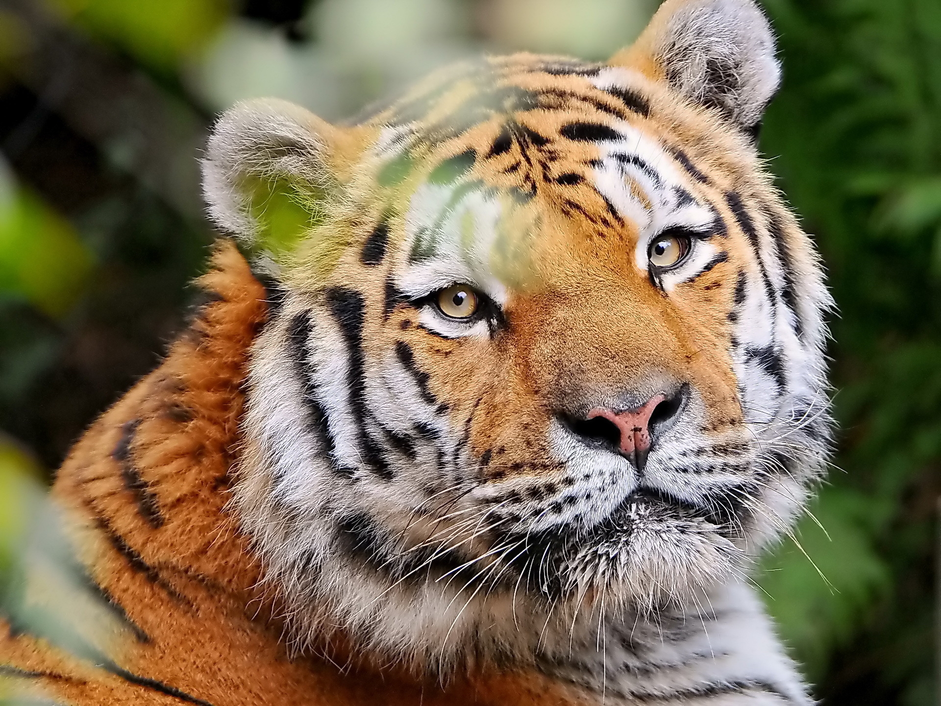 140731 télécharger l'image tigre, vue, animaux, jeune, museau, muselière, rayé, opinion - fonds d'écran et économiseurs d'écran gratuits