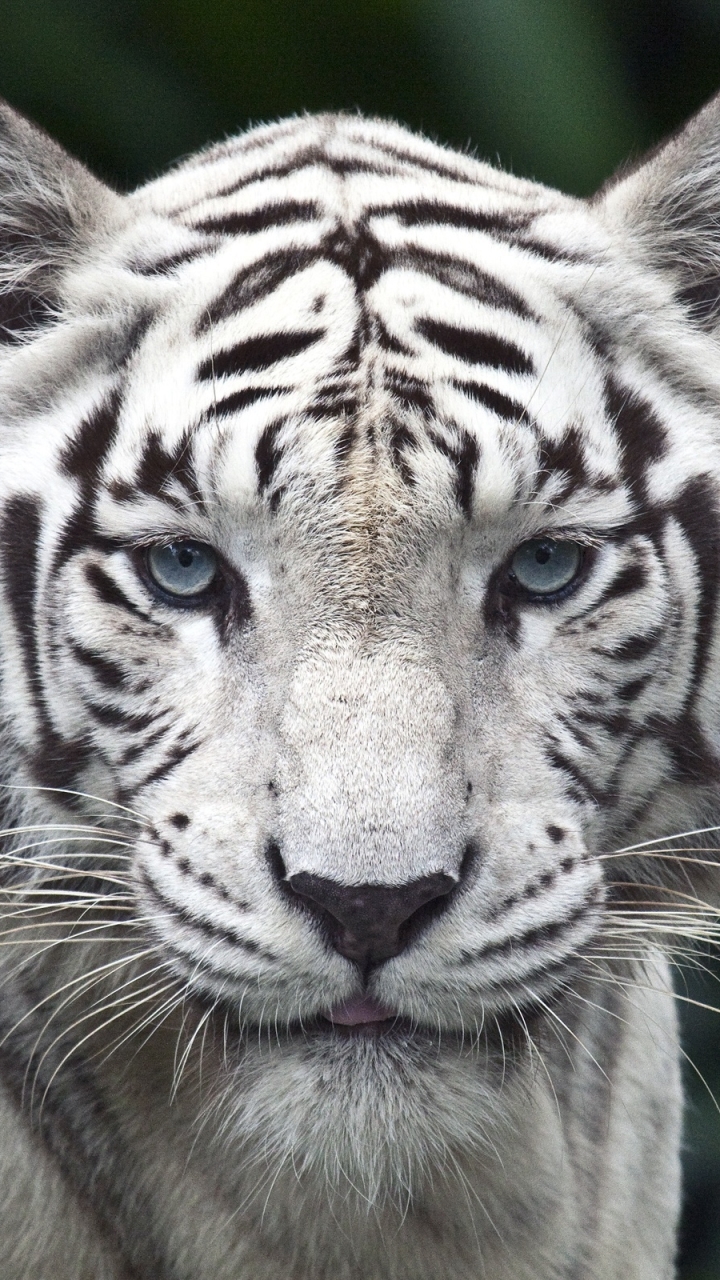 Download mobile wallpaper Cats, Tiger, Animal, White Tiger for free.