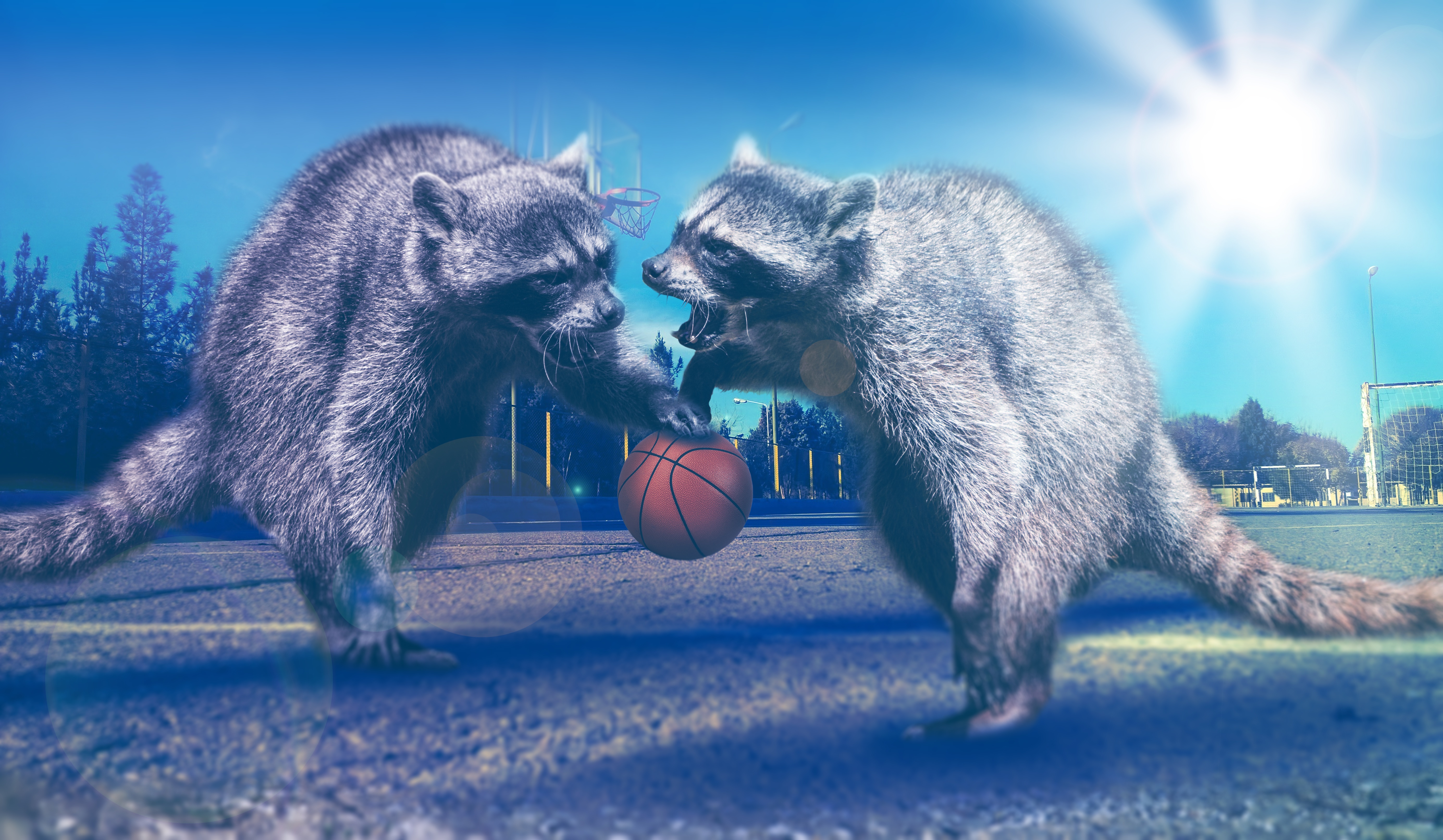 animals, basketball, raccoons, photoshop