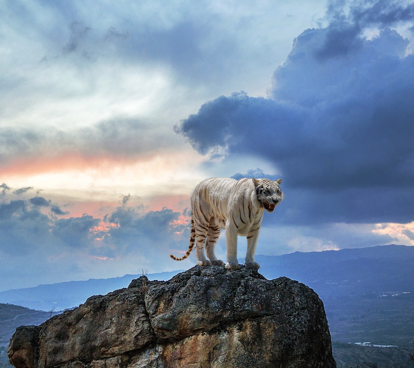 Download mobile wallpaper Cats, Sky, Animal, Cloud, White Tiger for free.