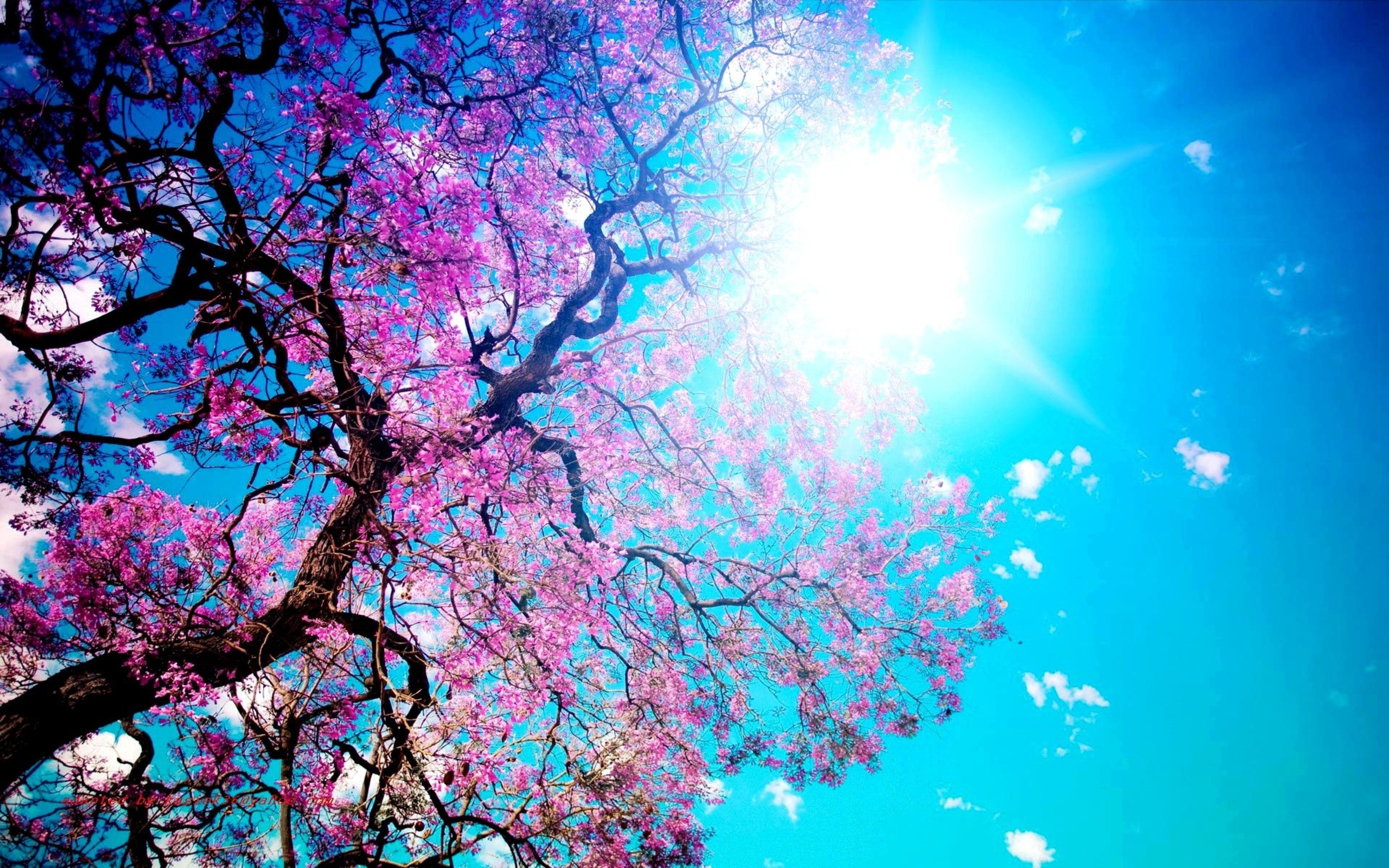 Laden Sie das Sonnenstrahl, Erde/natur-Bild kostenlos auf Ihren PC-Desktop herunter