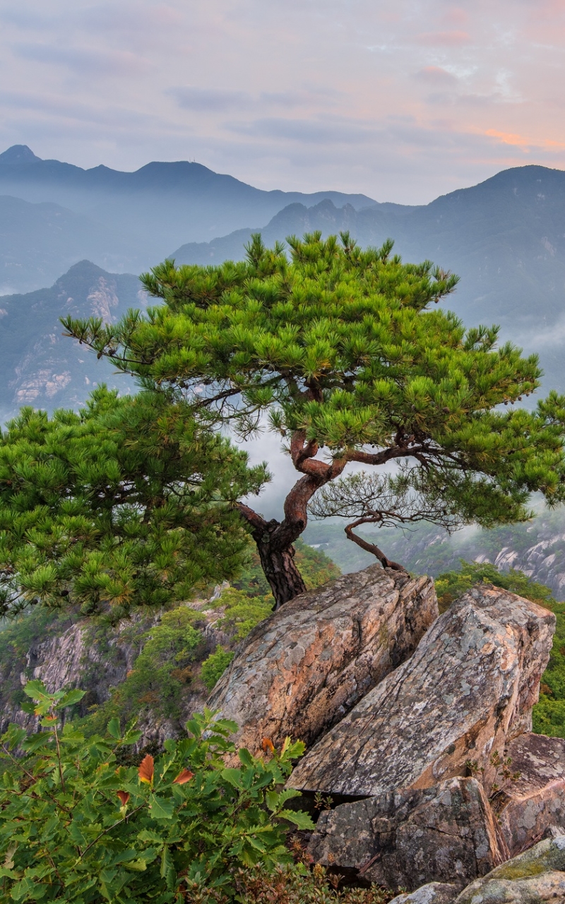 Descarga gratuita de fondo de pantalla para móvil de Paisaje, Naturaleza, Montaña, Árbol, Tierra/naturaleza.