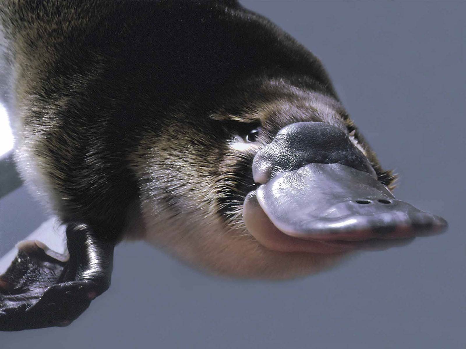 animal, platypus