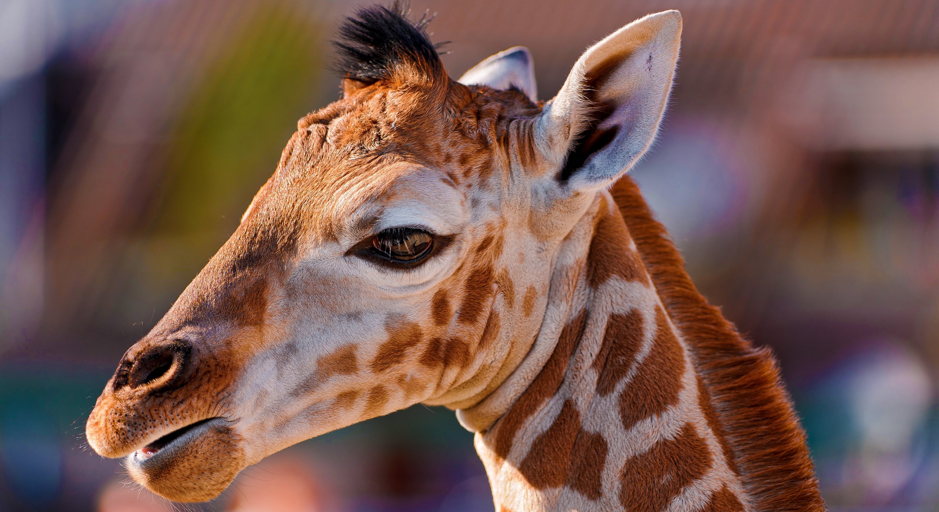 638992 télécharger le fond d'écran girafe, animaux - économiseurs d'écran et images gratuitement