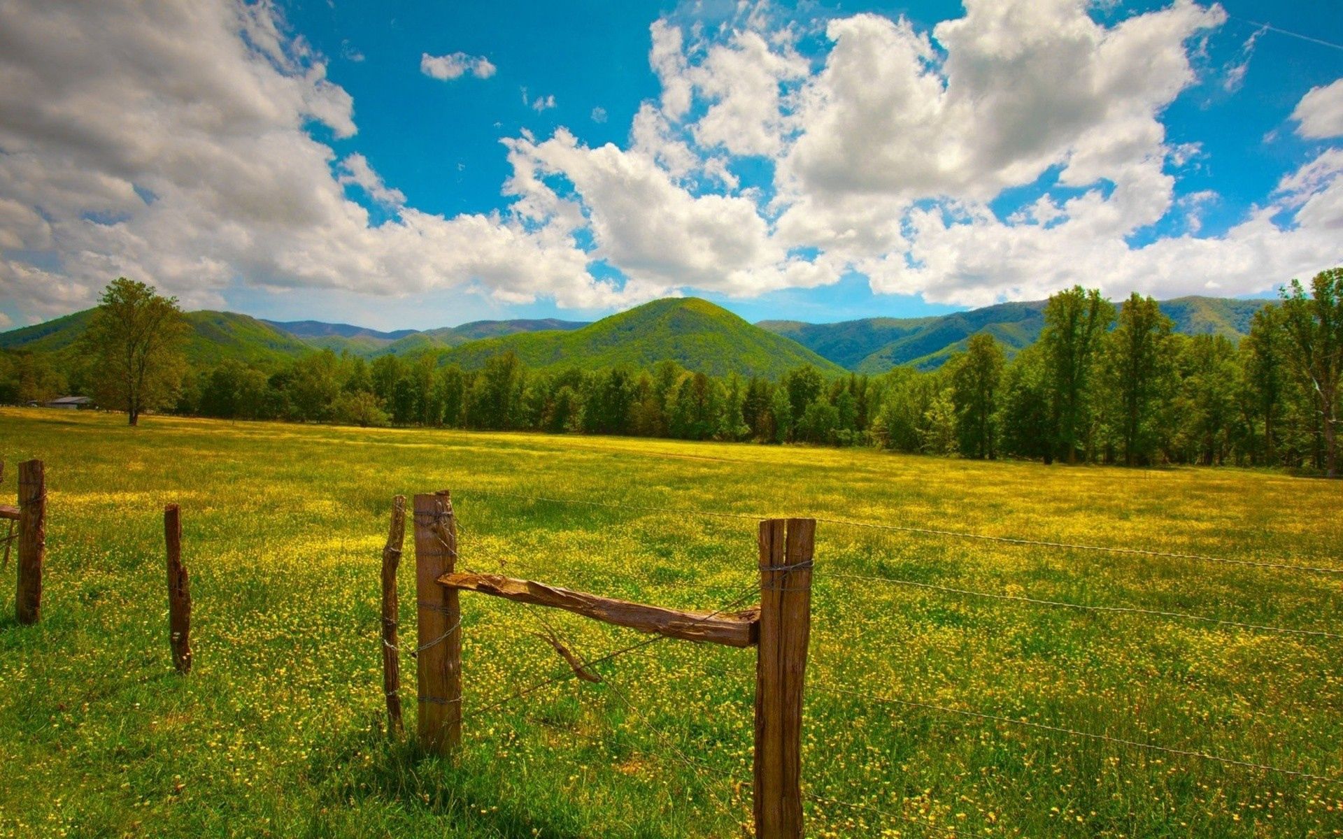 field, nature, grass, sky, summer, fence