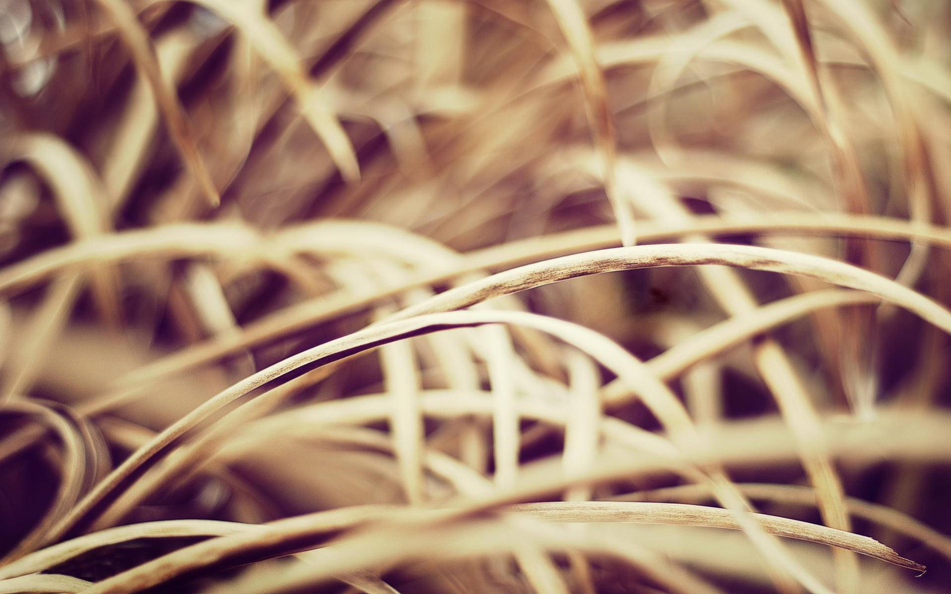 Free download wallpaper Nature, Grass, Macro, Close Up, Earth on your PC desktop