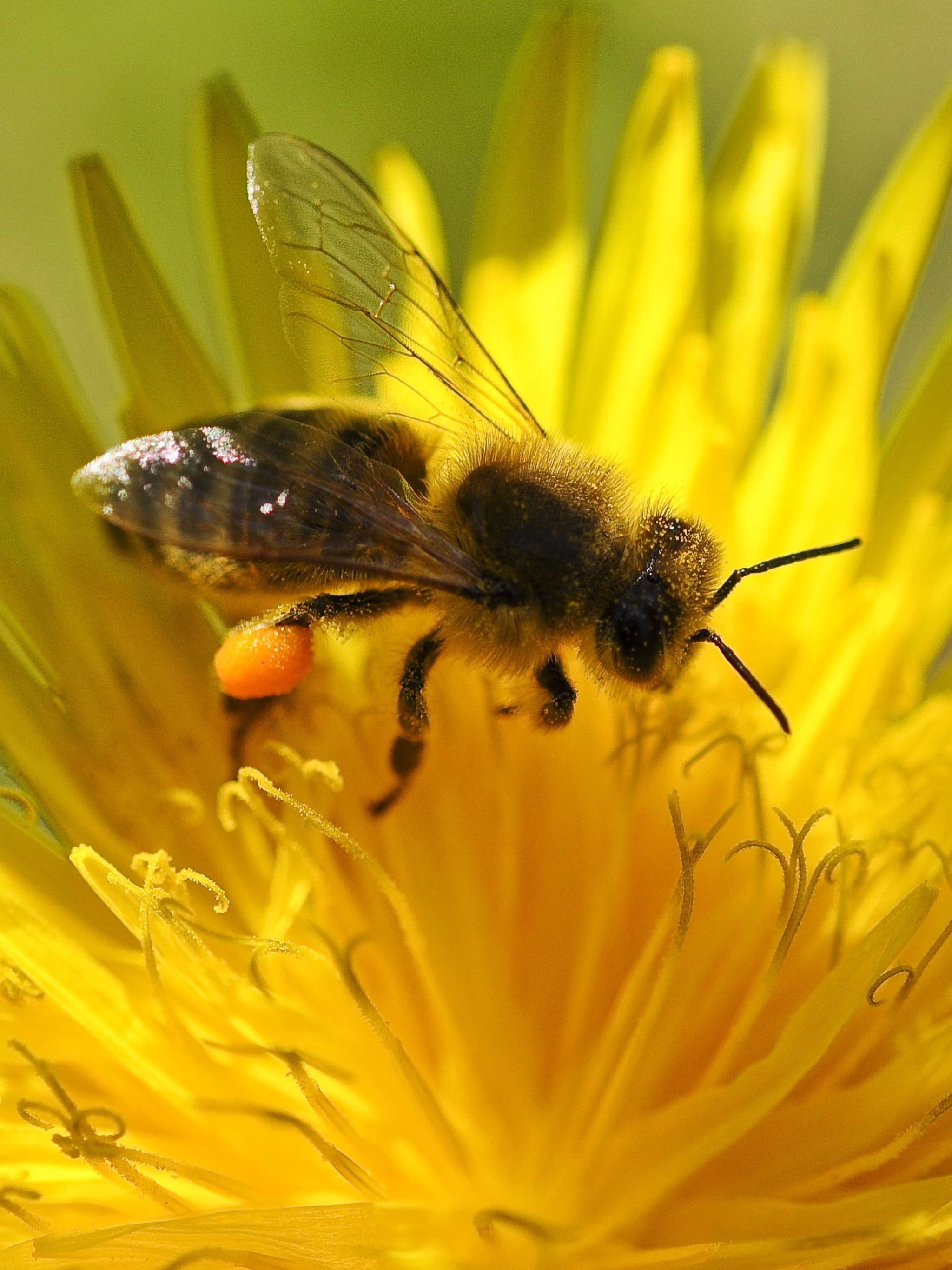 Download mobile wallpaper Insects, Macro, Insect, Bee, Animal, Yellow Flower for free.